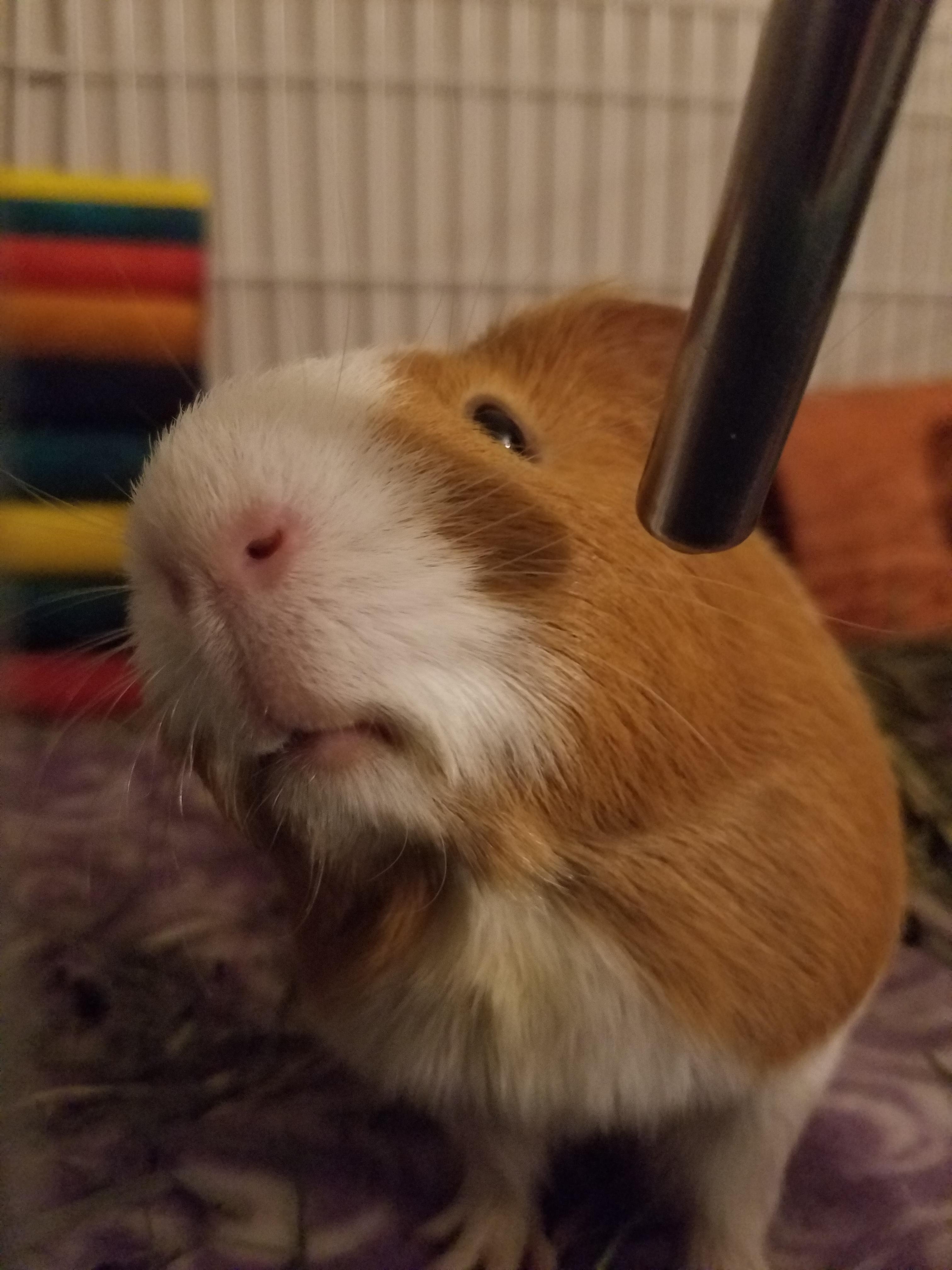 My fiance thinks guinea lips look weird. I think they're adorable! Let