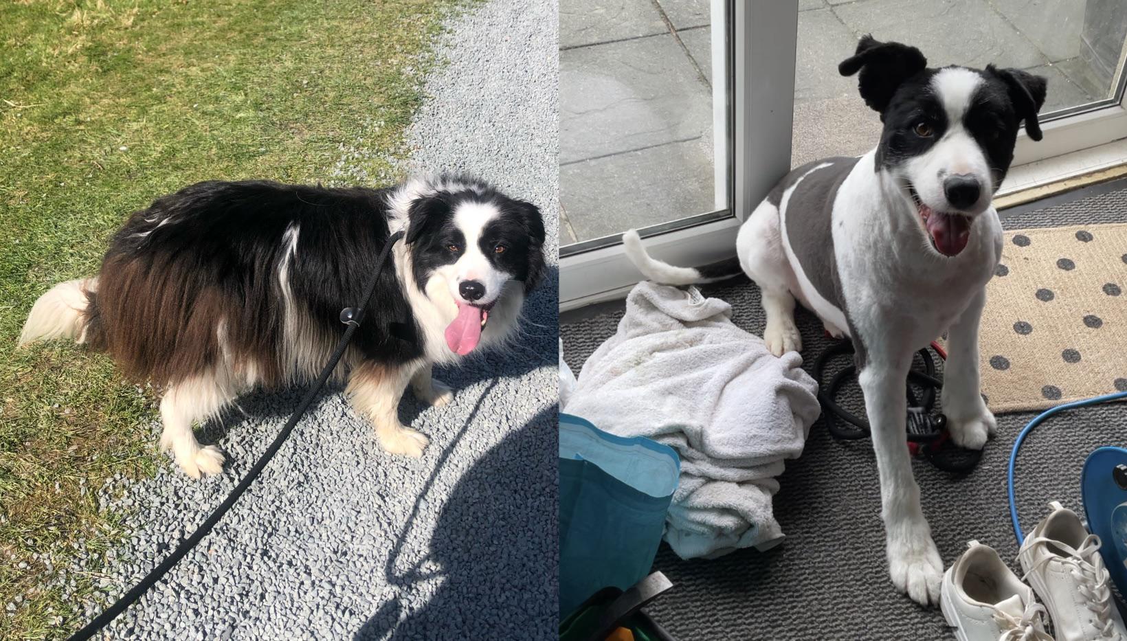 Took my dog to get groomed (trim and undercoat brushed out) and the