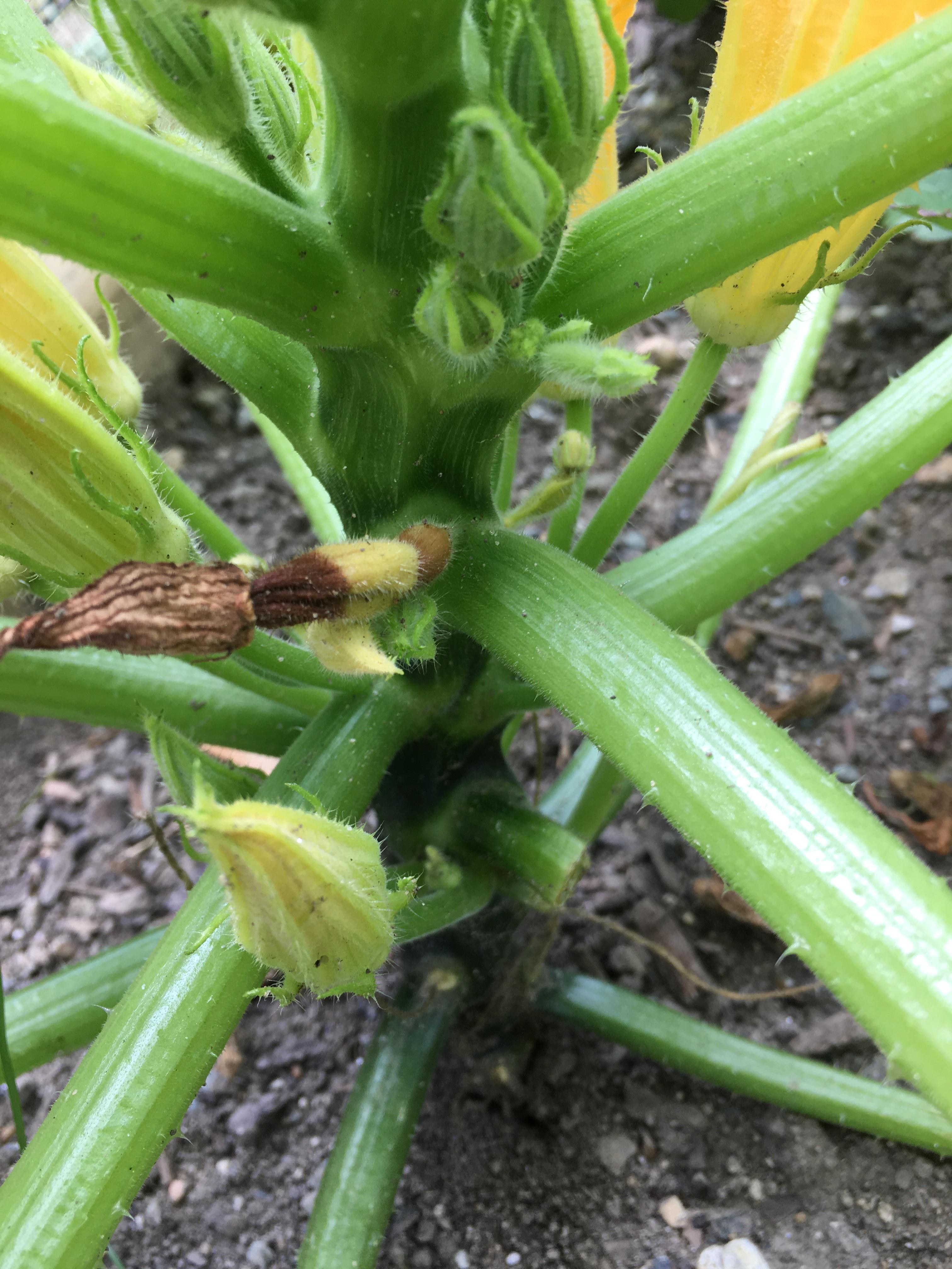 Female Squash Flower