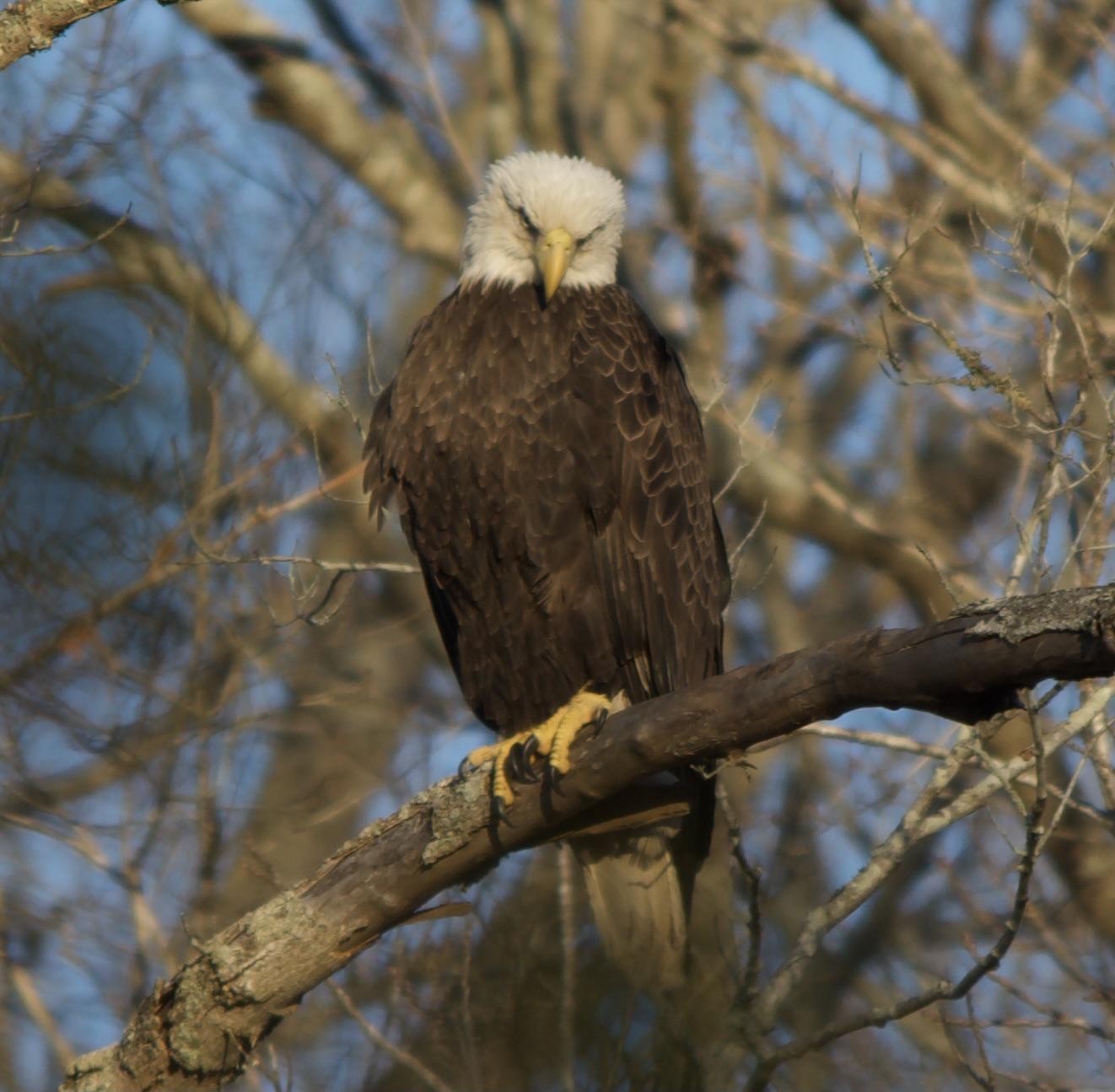 Bald Eagle 🦅 in Raleigh, NC r/Birdsfacingforward