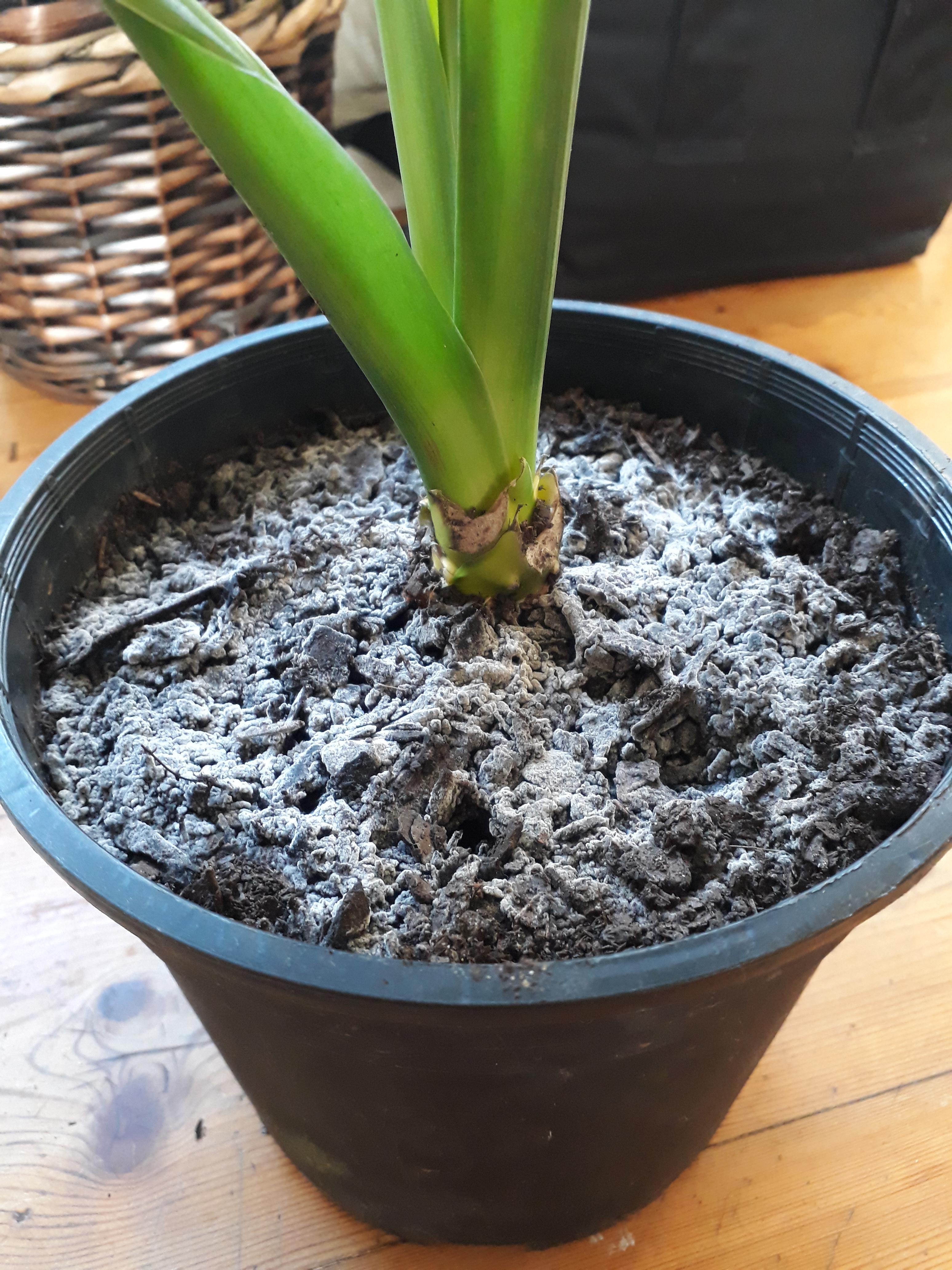 Anybody know what's happened to this soil? It literally looks like ash