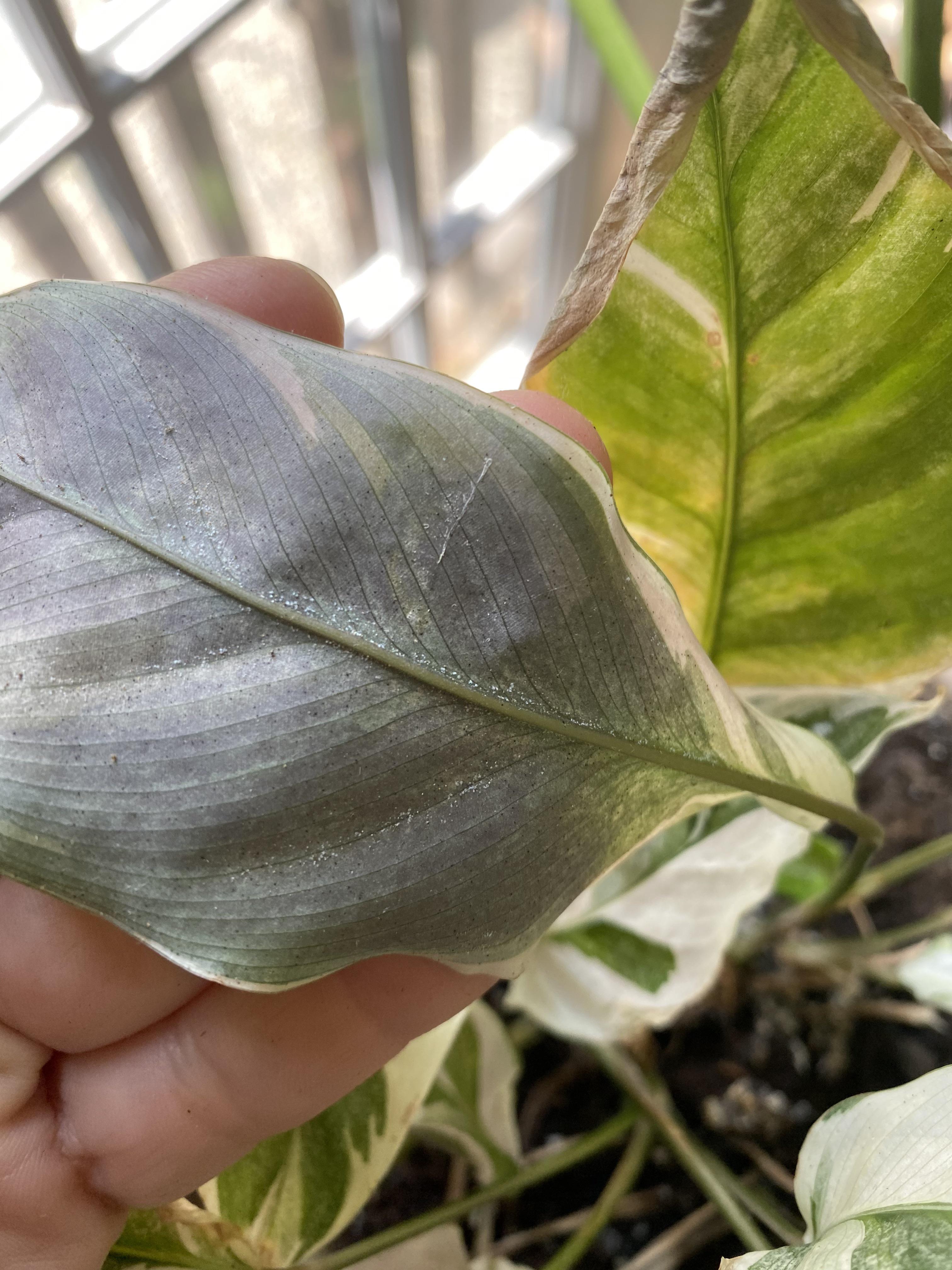What are these tiny white things on my calathea? I’m wiping it down