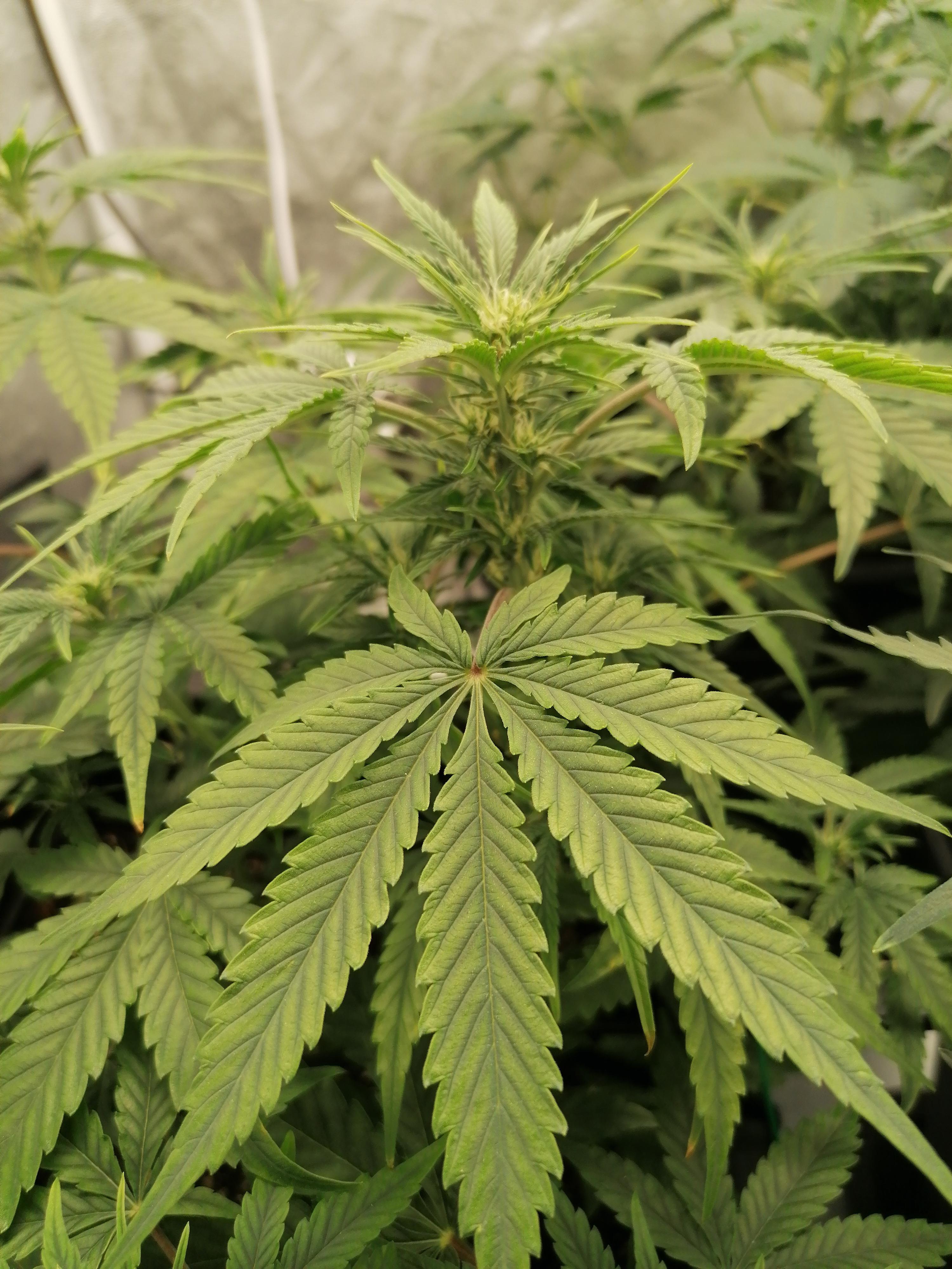 Leafs are fading into yellow and the veins stay dark green. What could