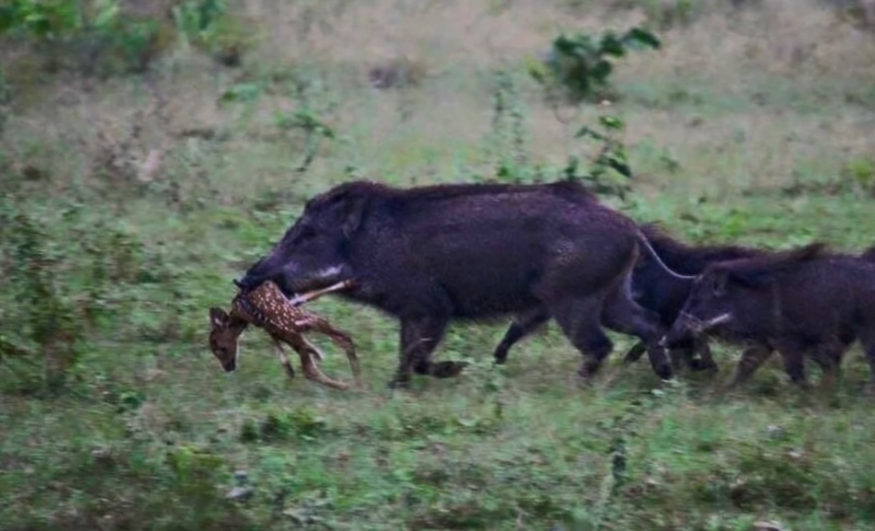 A feral pig with a taste for venison. r/natureismetal