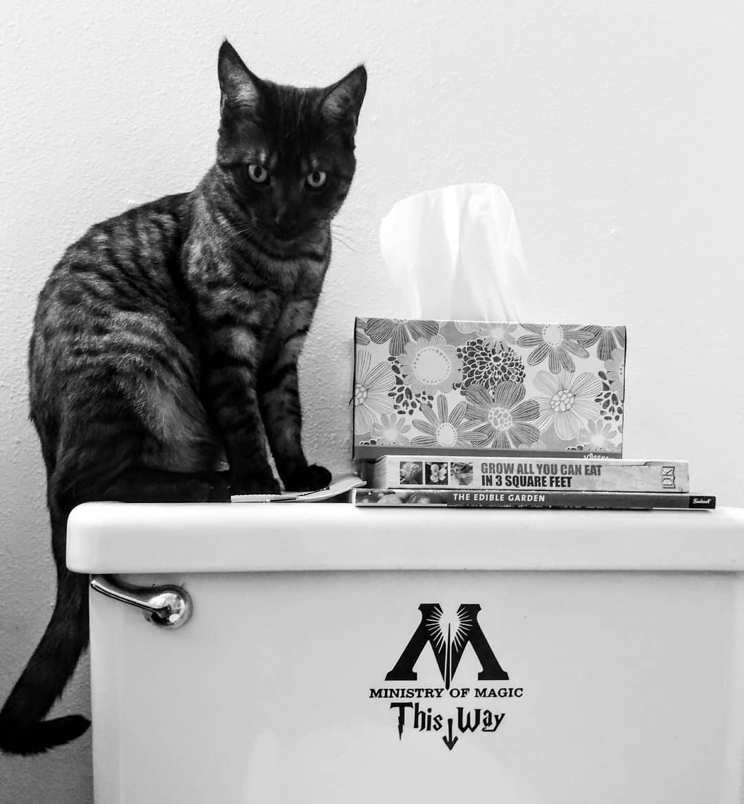 Hogwarts Bathroom Attendant r/Catswithjobs