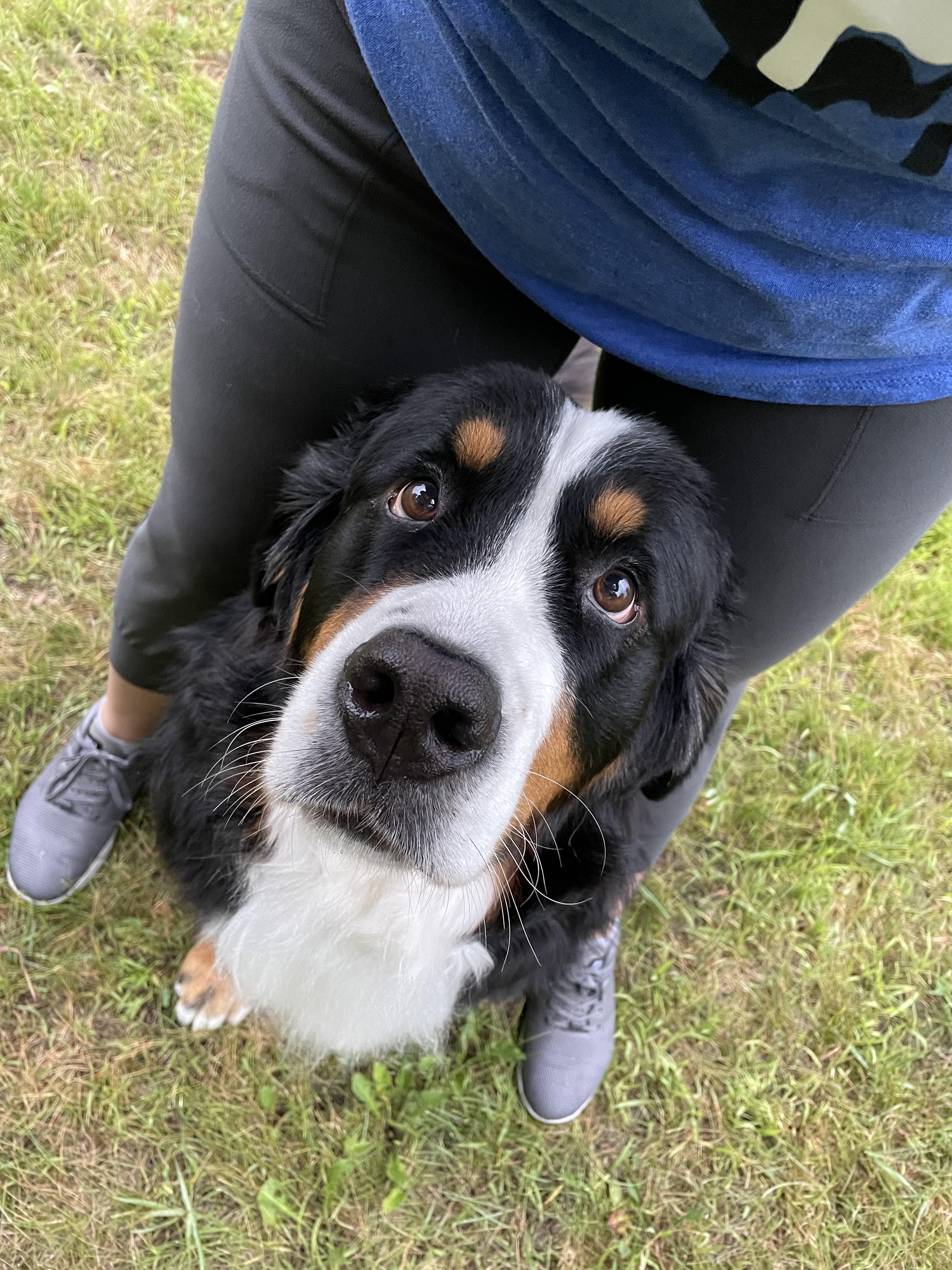 Why Do Bernese Mountain Dogs Go Between Your Legs Golden Bailey Dogs