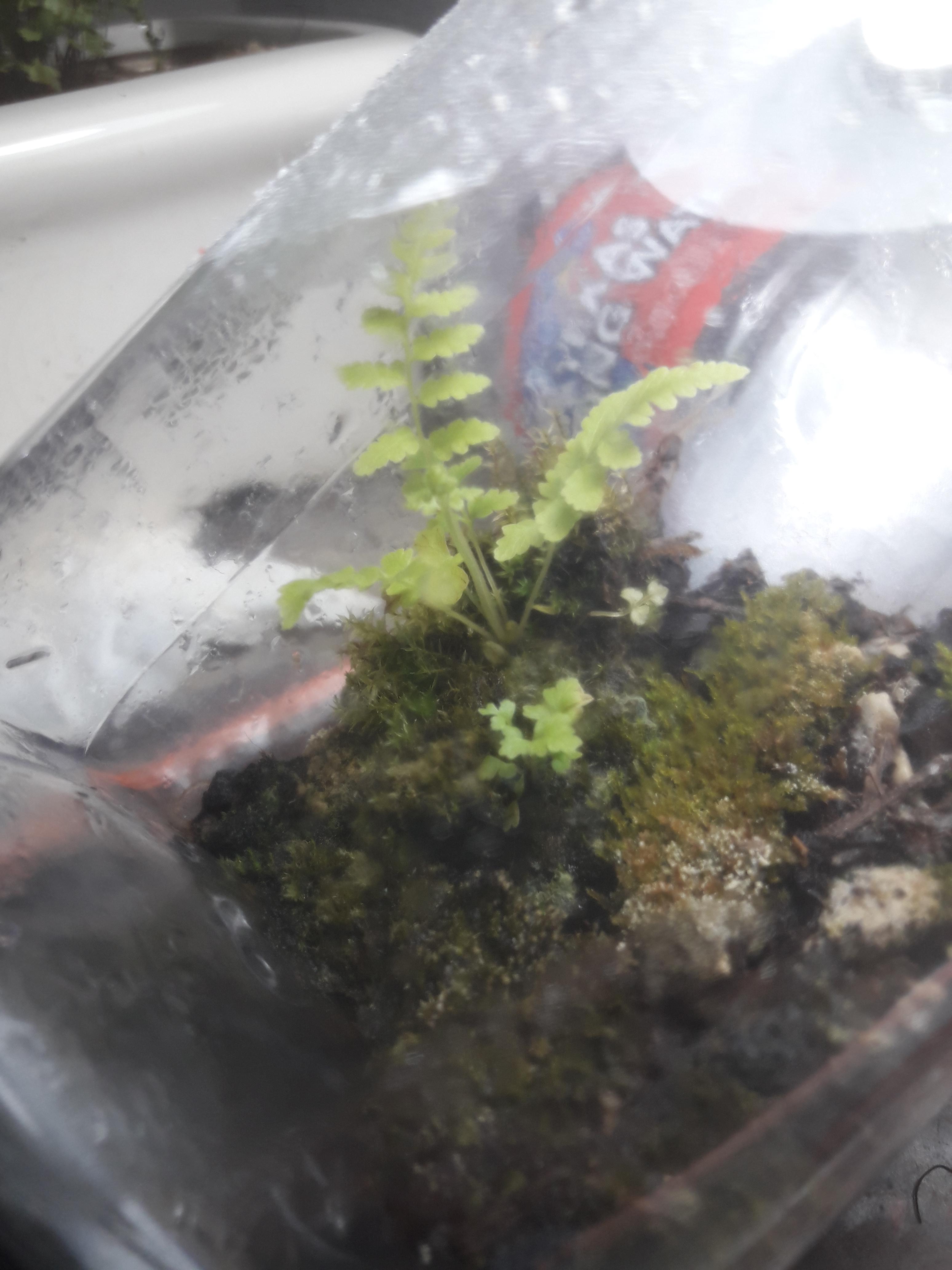 Made a small terrarium and this start growing. Houston Texas area. I