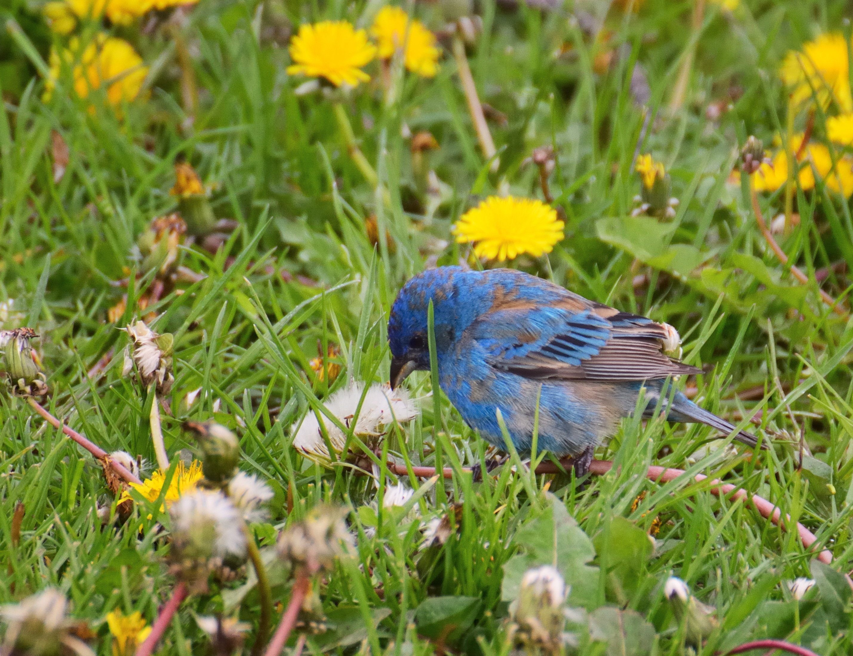 Indigo Bunting Feeding on Dandelion Seeds r/birding