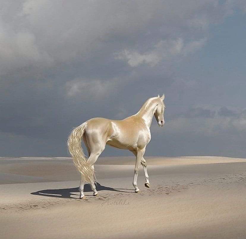 The AkhalTeke known as the “Golden Horse”, famous for its distinctive