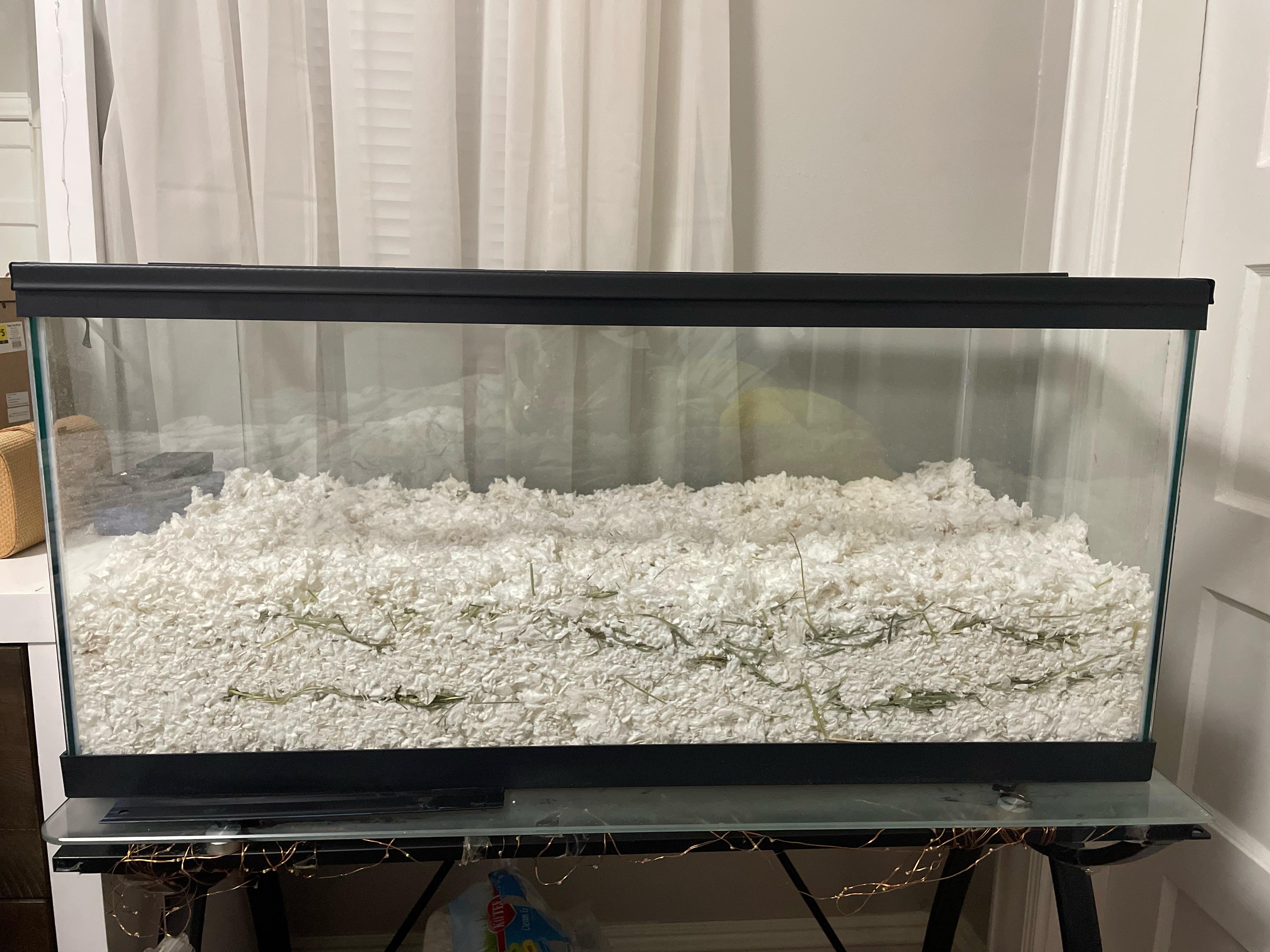 getting a hamster soon, currently have a 40 gallon. i only have bedding
