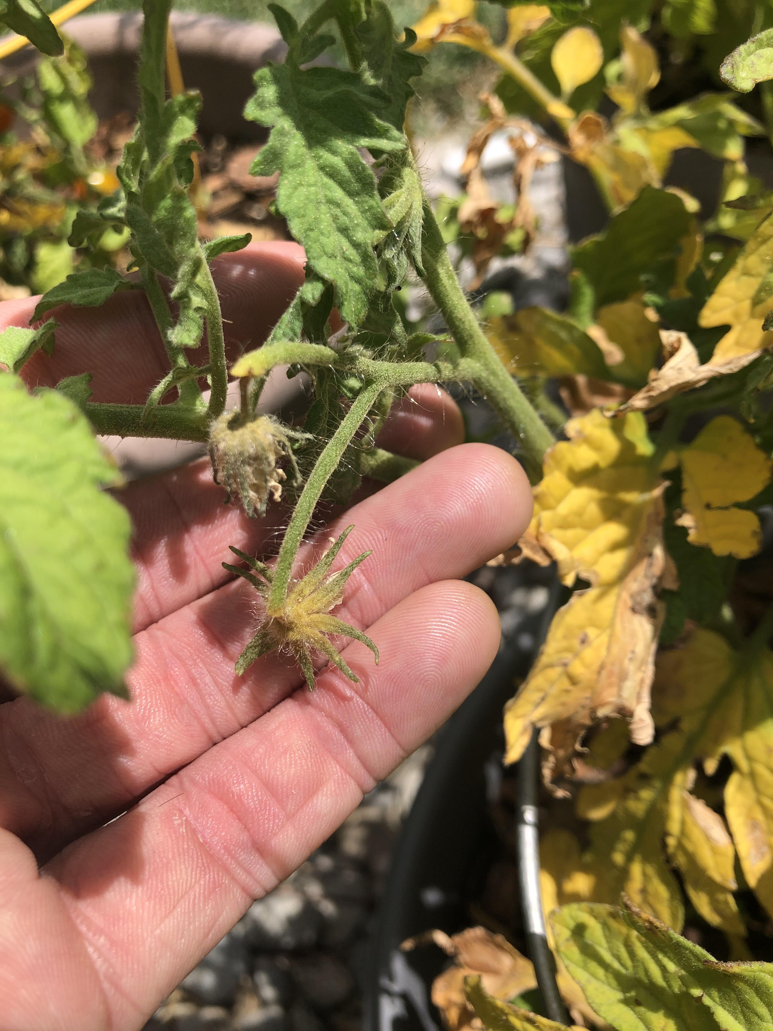 My tomato plants are yellowing from the bottom up, and flower buds