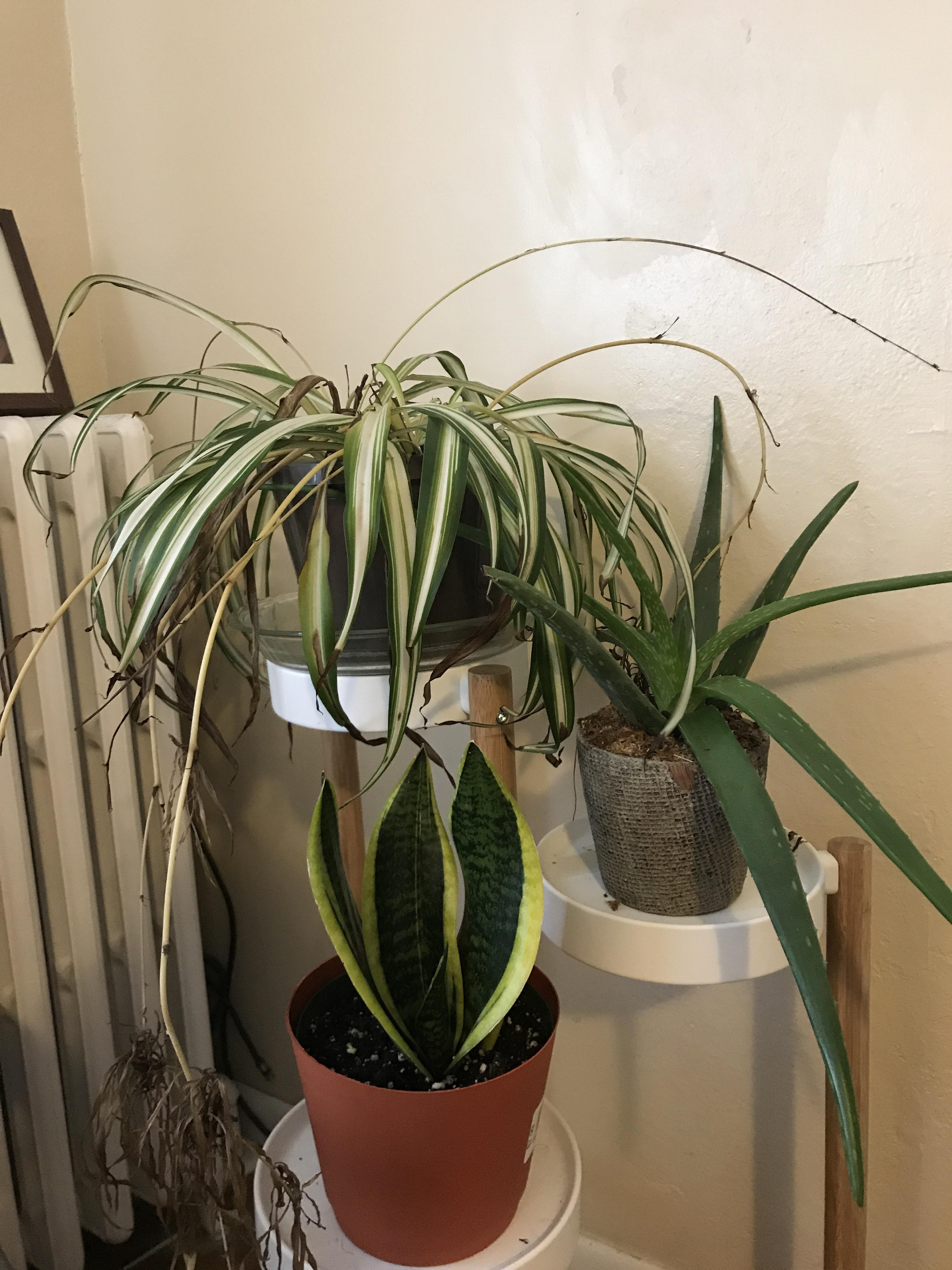 Can my spider plant be saved? It’s been slowly dying for months. I’ve