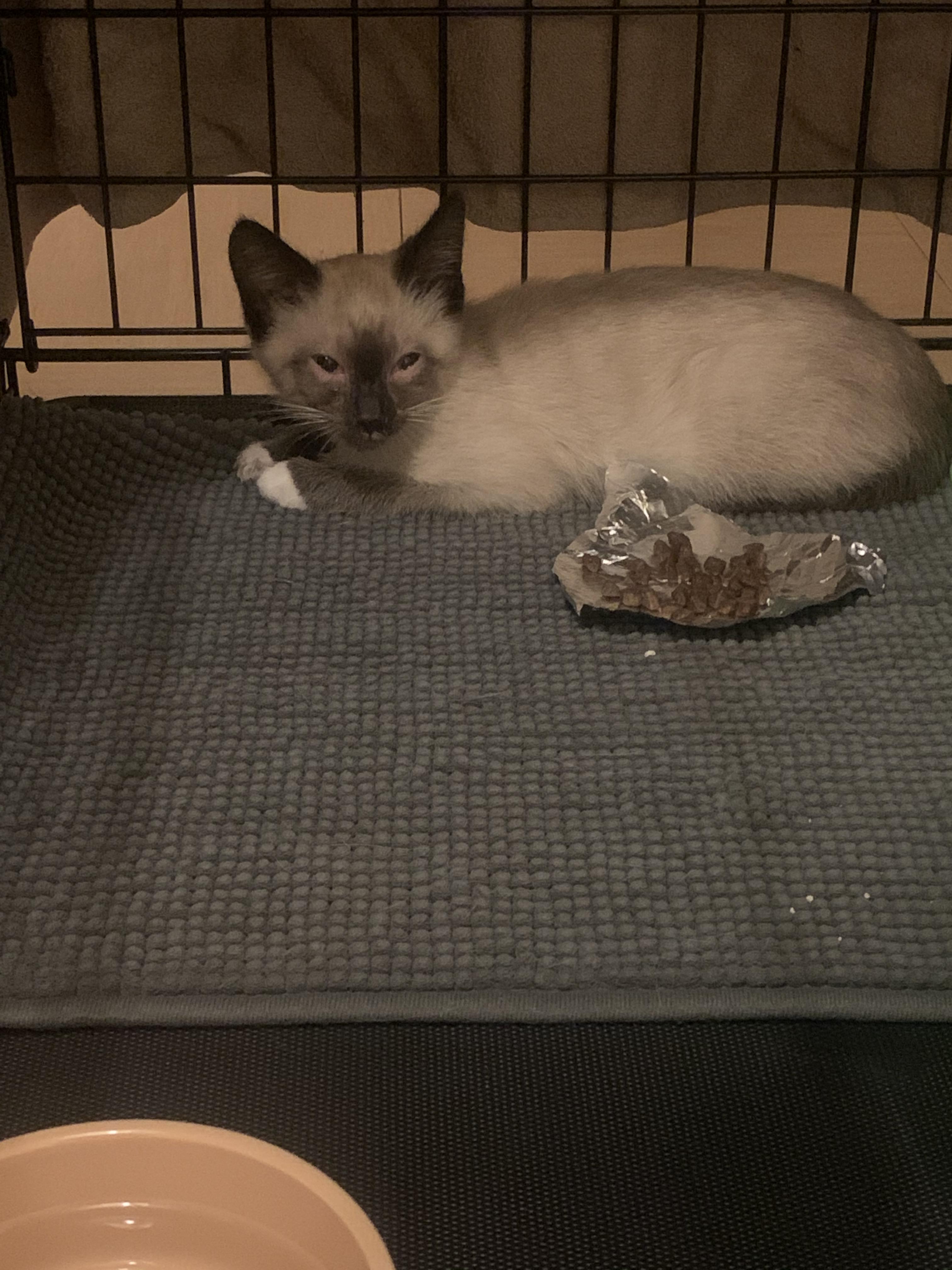 Rescued a kitten with red rimmed eyes that he can barely open ( help