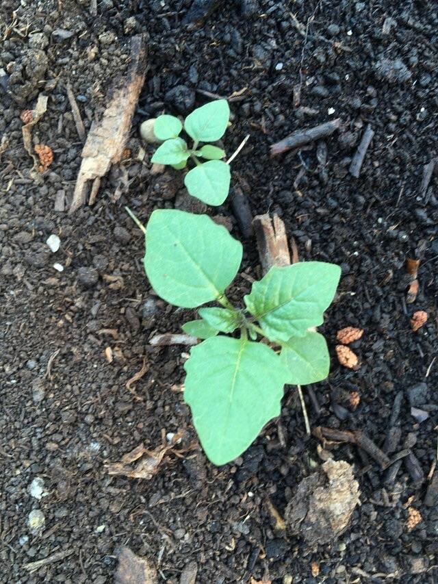 What is this? Zone 6b, grows everywhere in my garden. r/whatsthisplant
