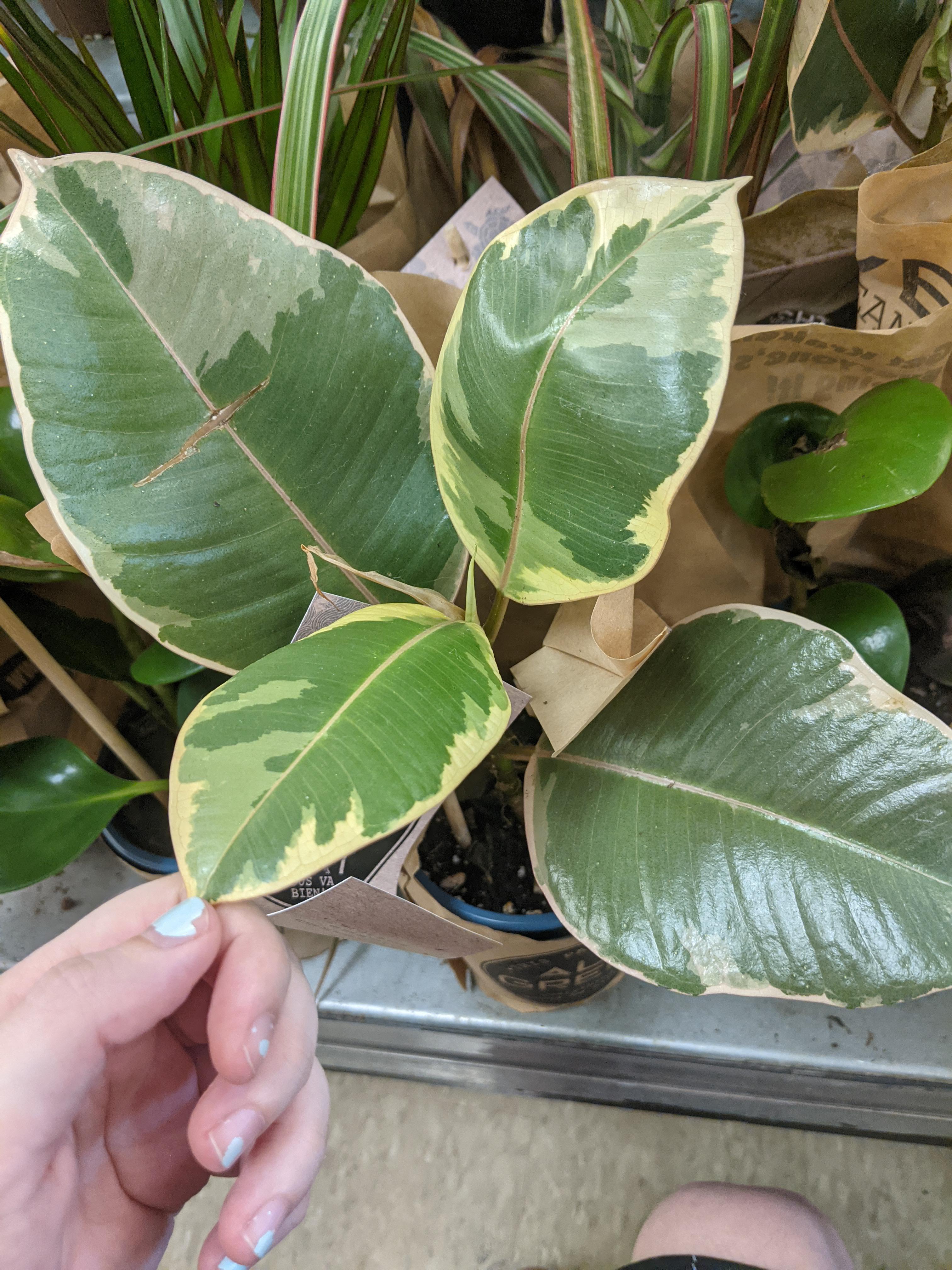 Variegated rubber plant? r/houseplants