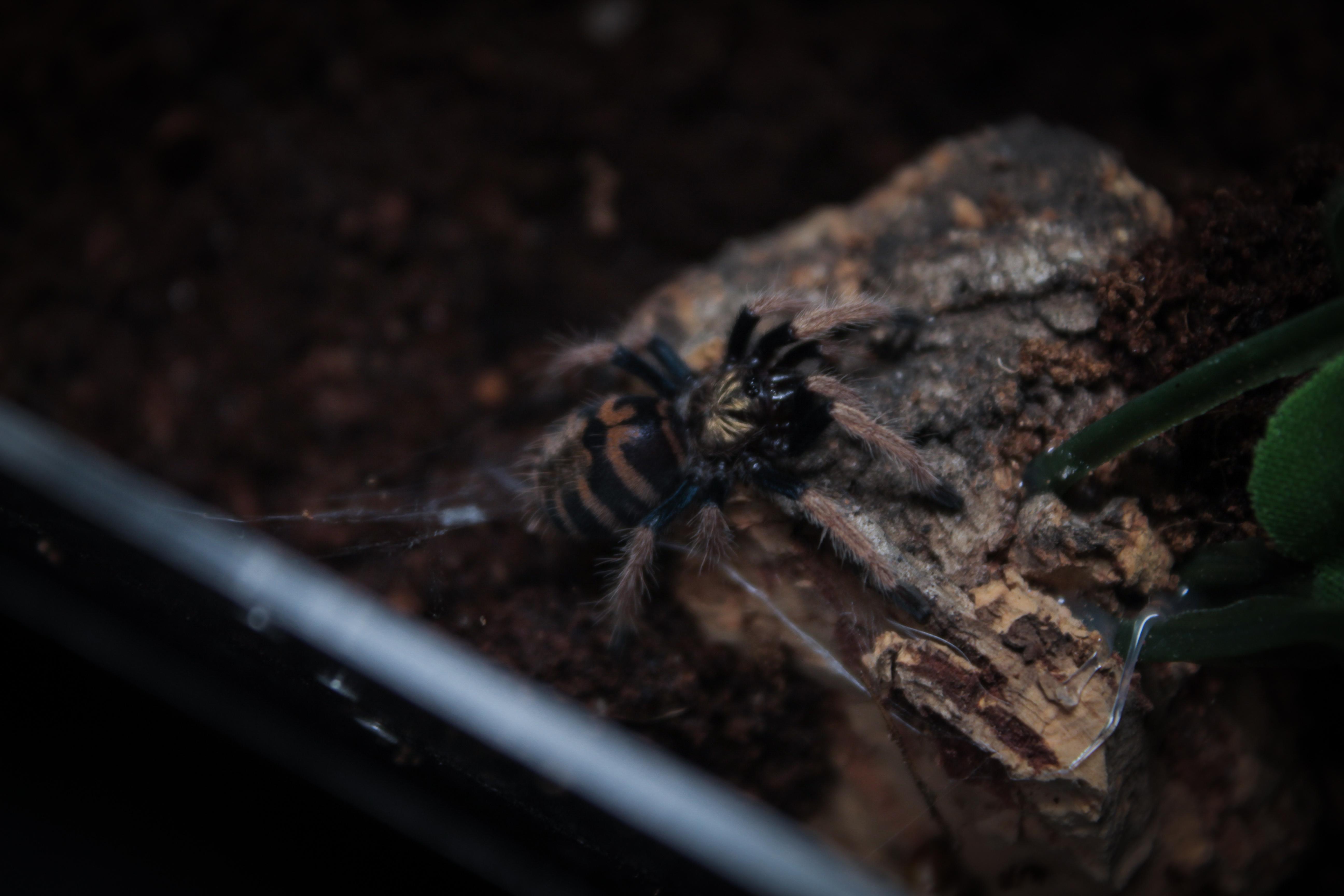 GBB Sling r/tarantulas