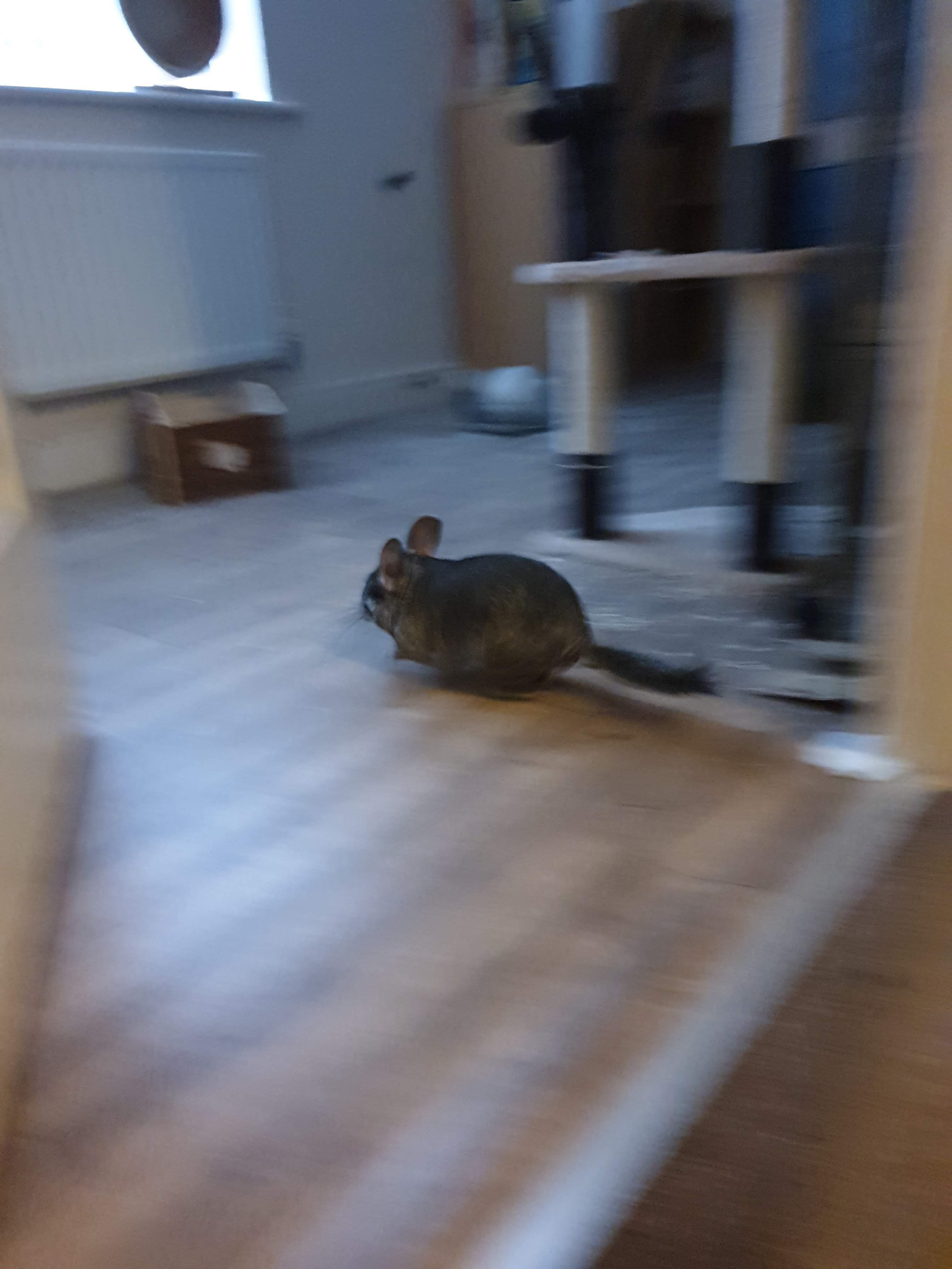 Chinchilla zoomies r/Zoomies