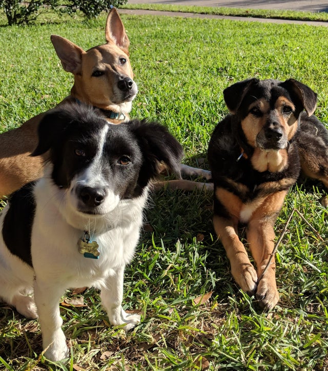 Dog has big balls r/confusing_perspective