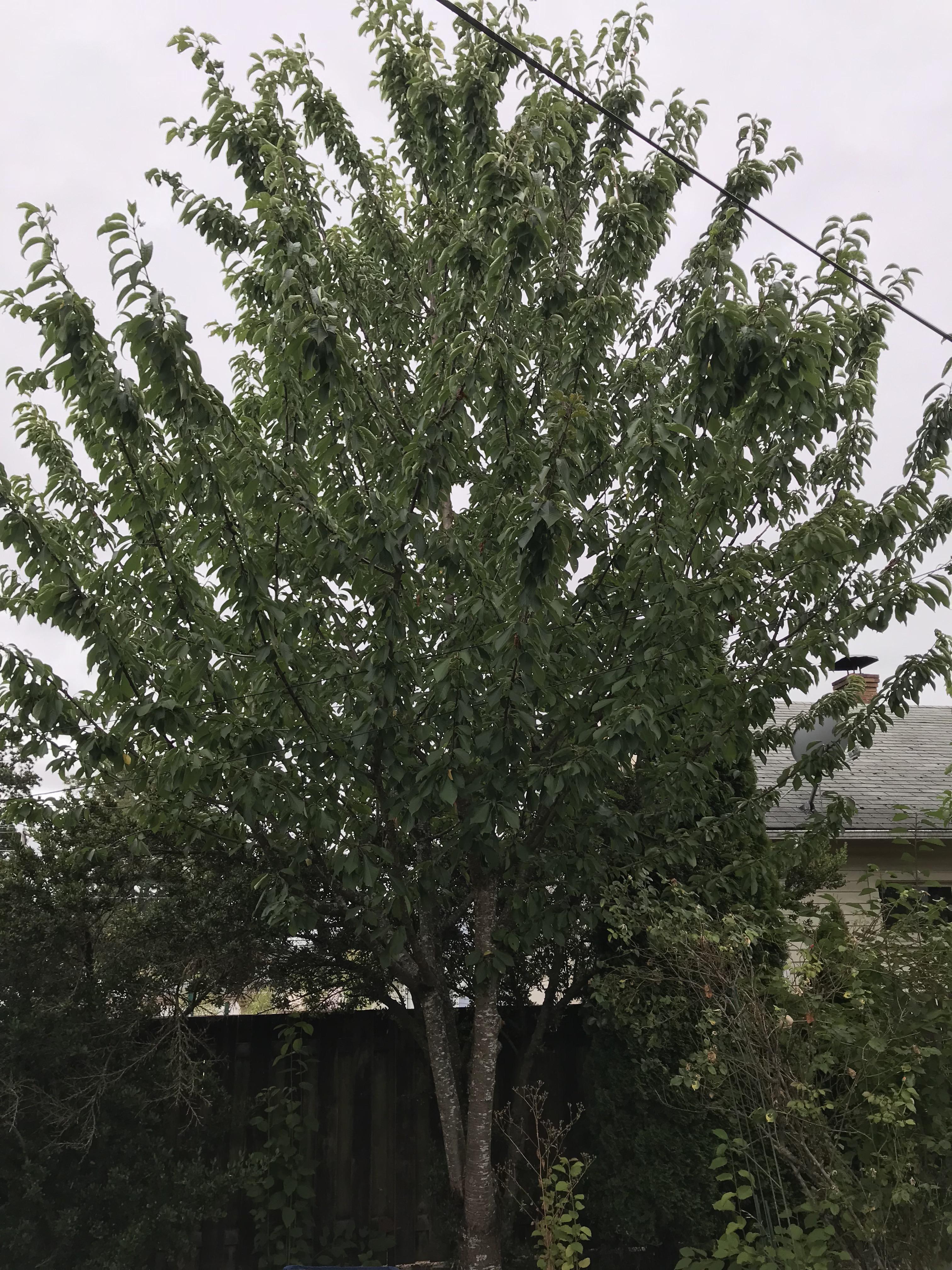 How to Prune this very unkept Rainier Cherry Tree r/Horticulture