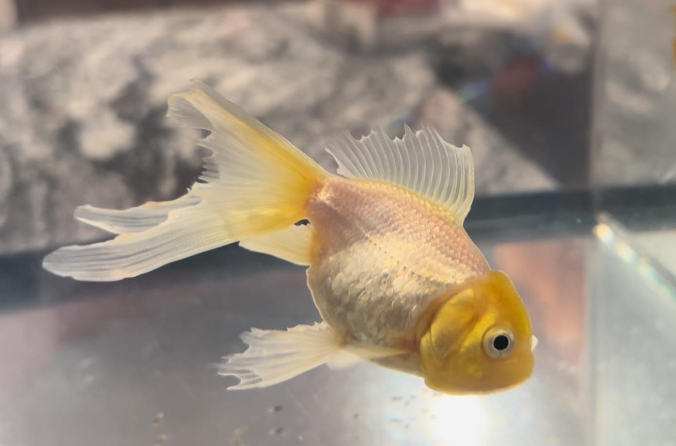 Is this fin rot? I came back from being away and his fins are all