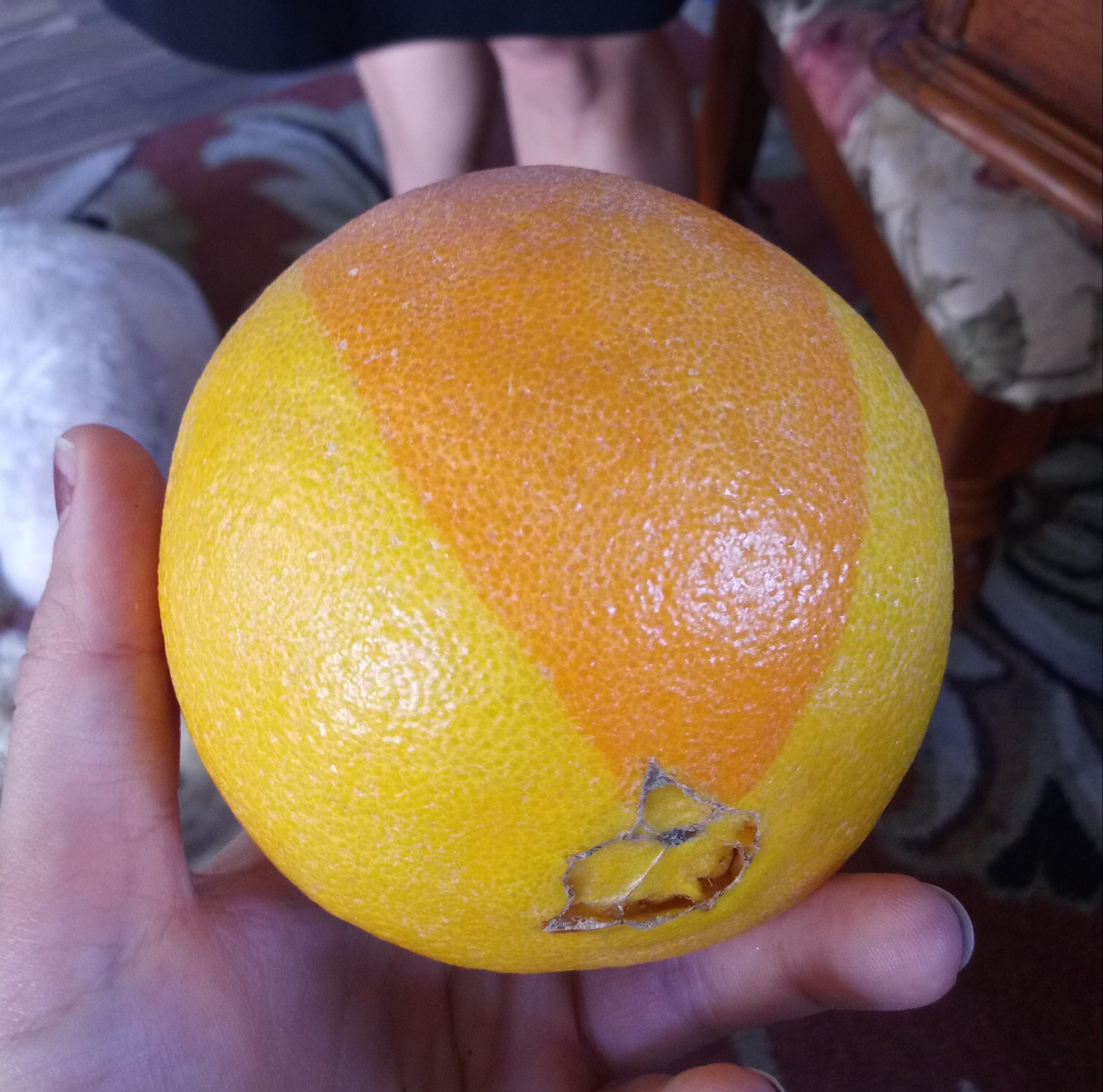 This orange from Costco r/mildlyinteresting