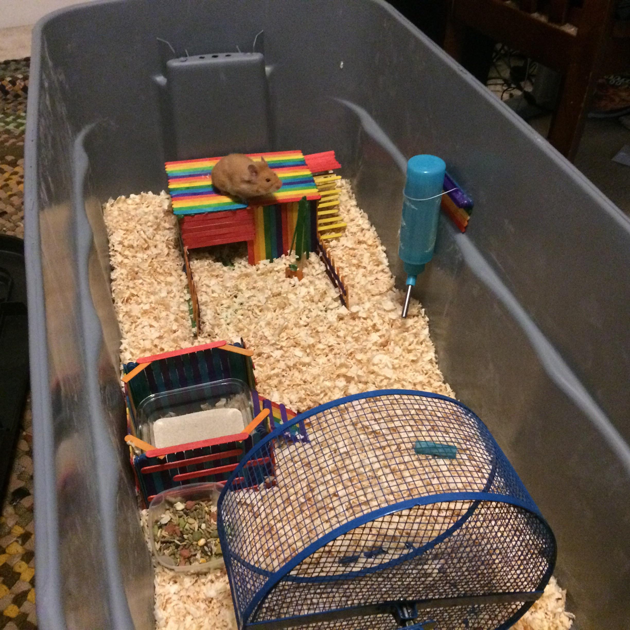 Luna the Syrian living the tub life (I no longer use wood chips) r