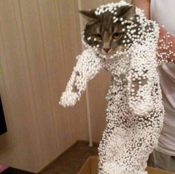 polystyrene on cat r/StuffOnCats