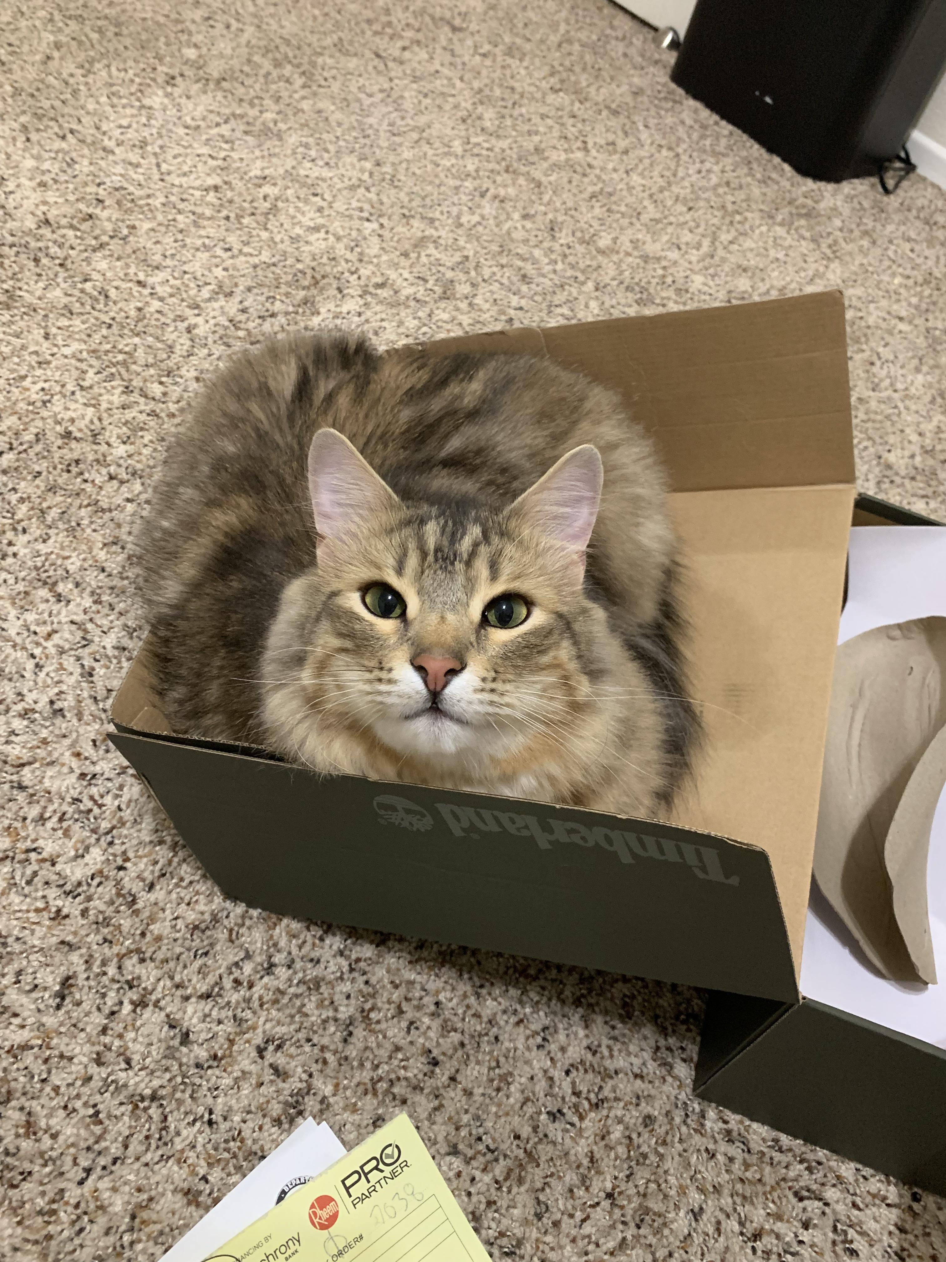 Shoe box lid > shoe box r/cats
