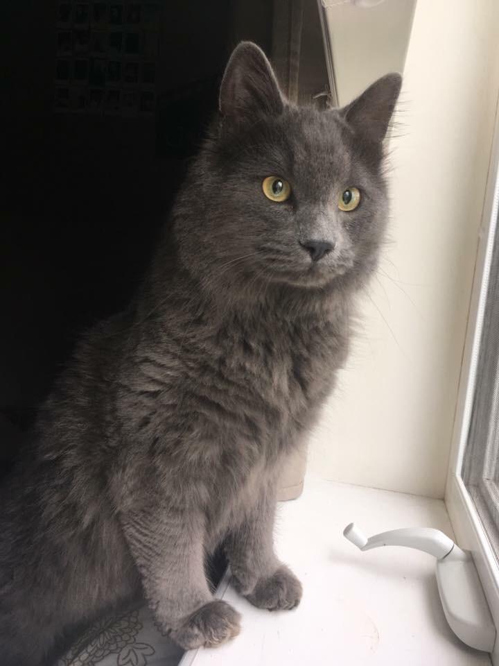 Well I asked Reddit to name my new cat, and I'd like to introduce you