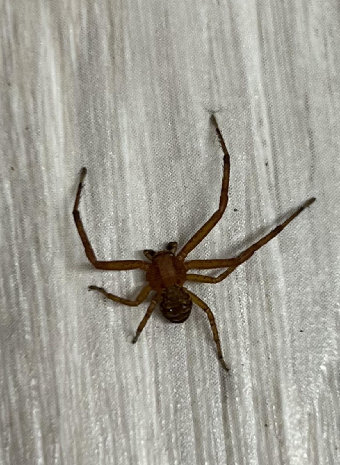 Brown recluse? r/spiders
