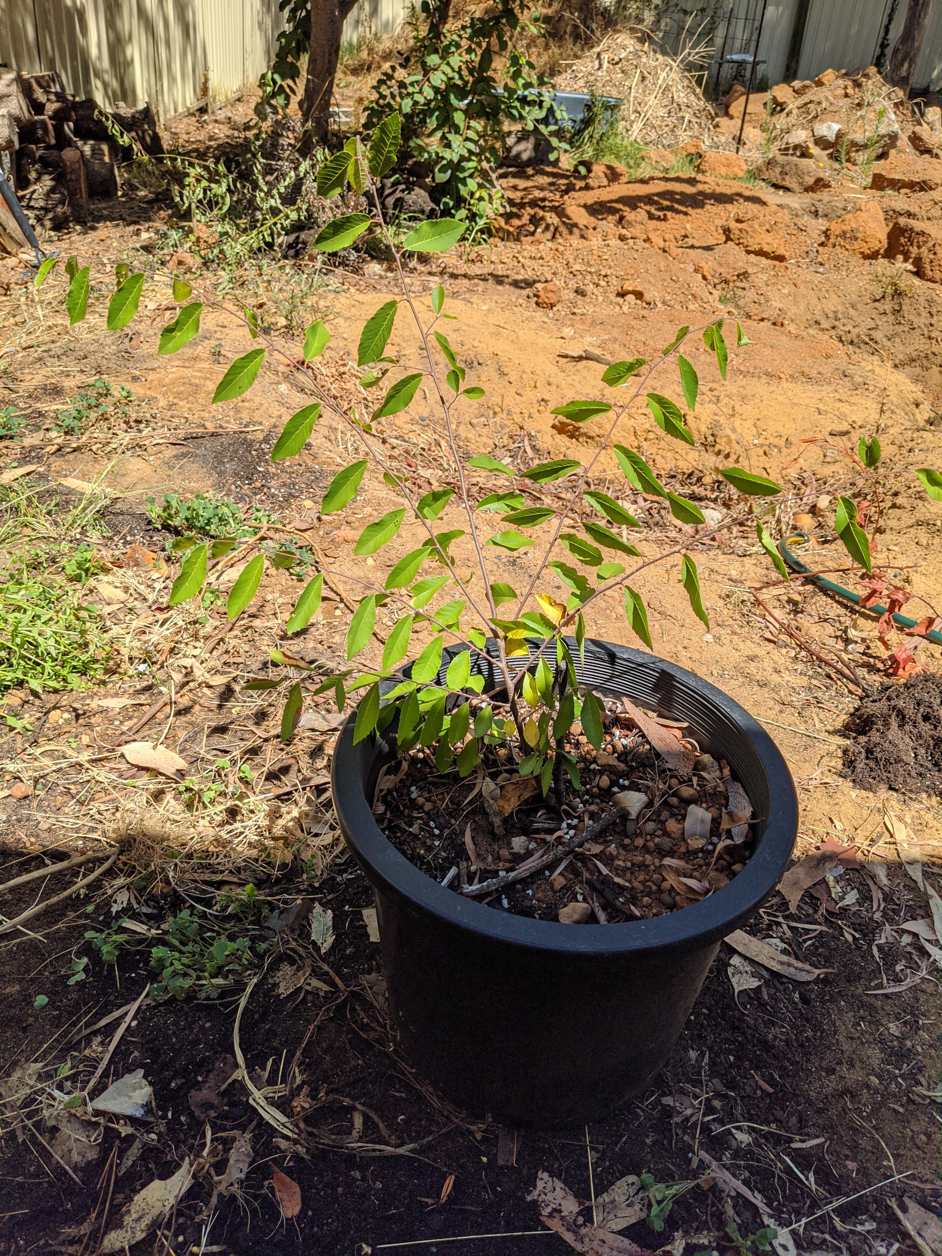 Hi I took a cutting from this Elm tree and now it's just started to