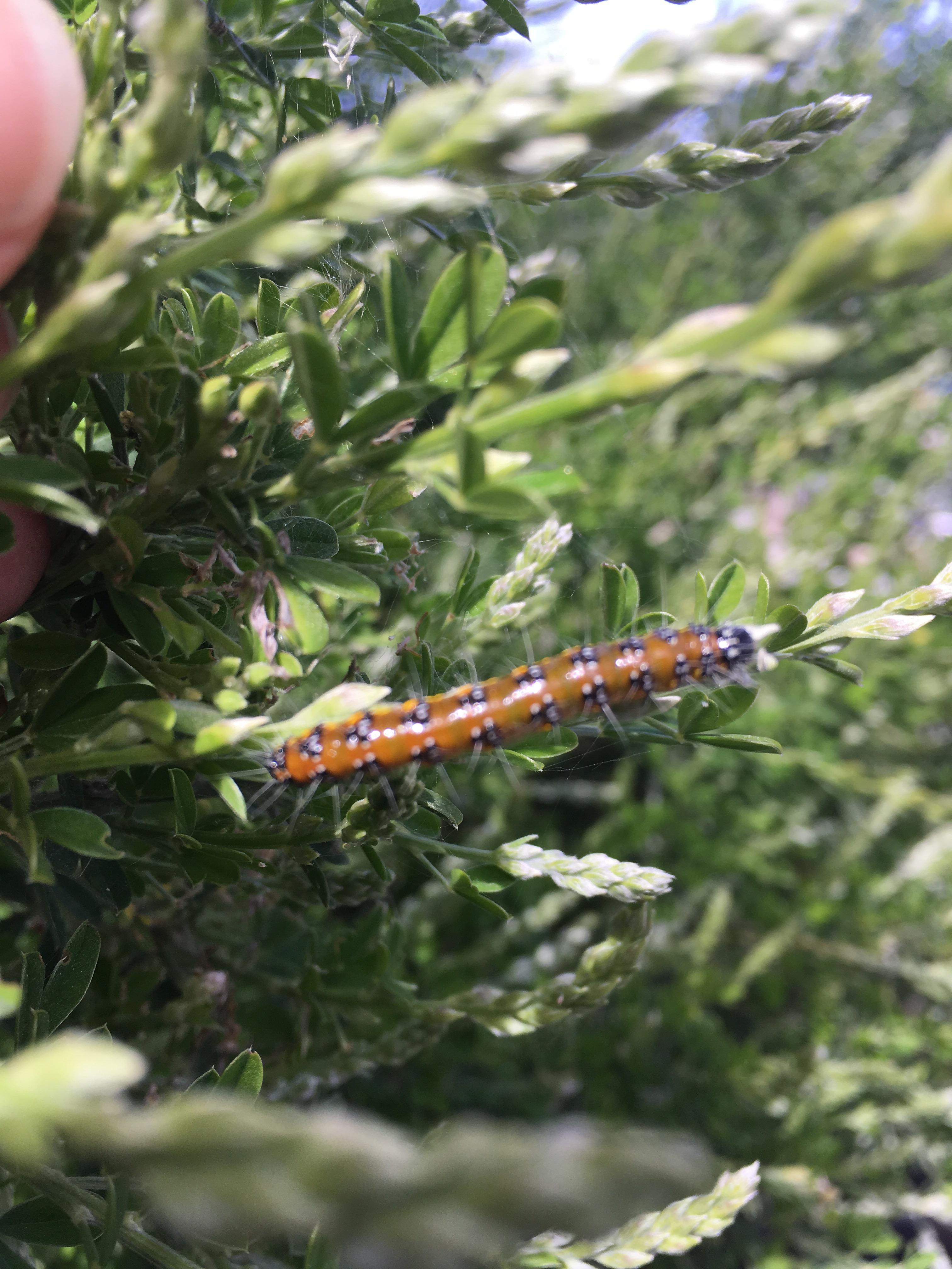 Anybody know what this is? I only found one on the just about to bloom