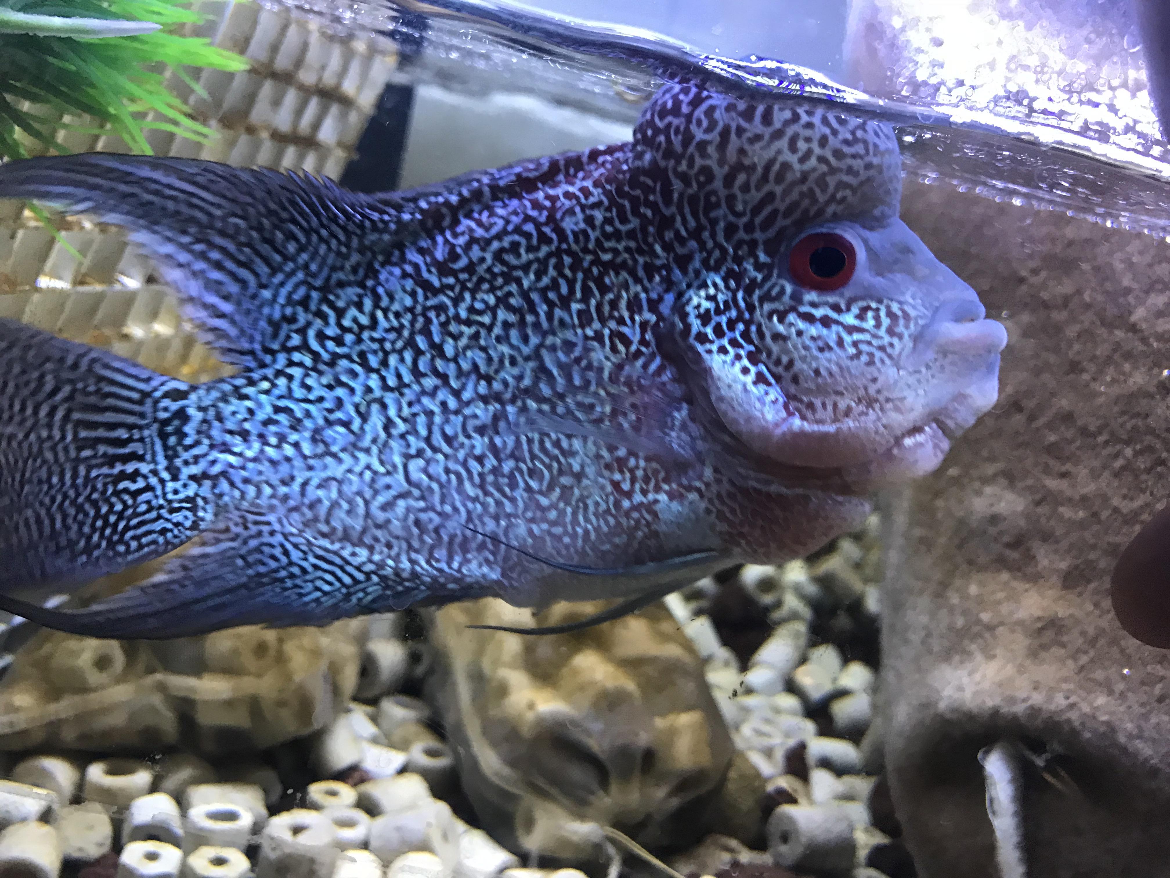 What To Feed Fry Flowerhorn