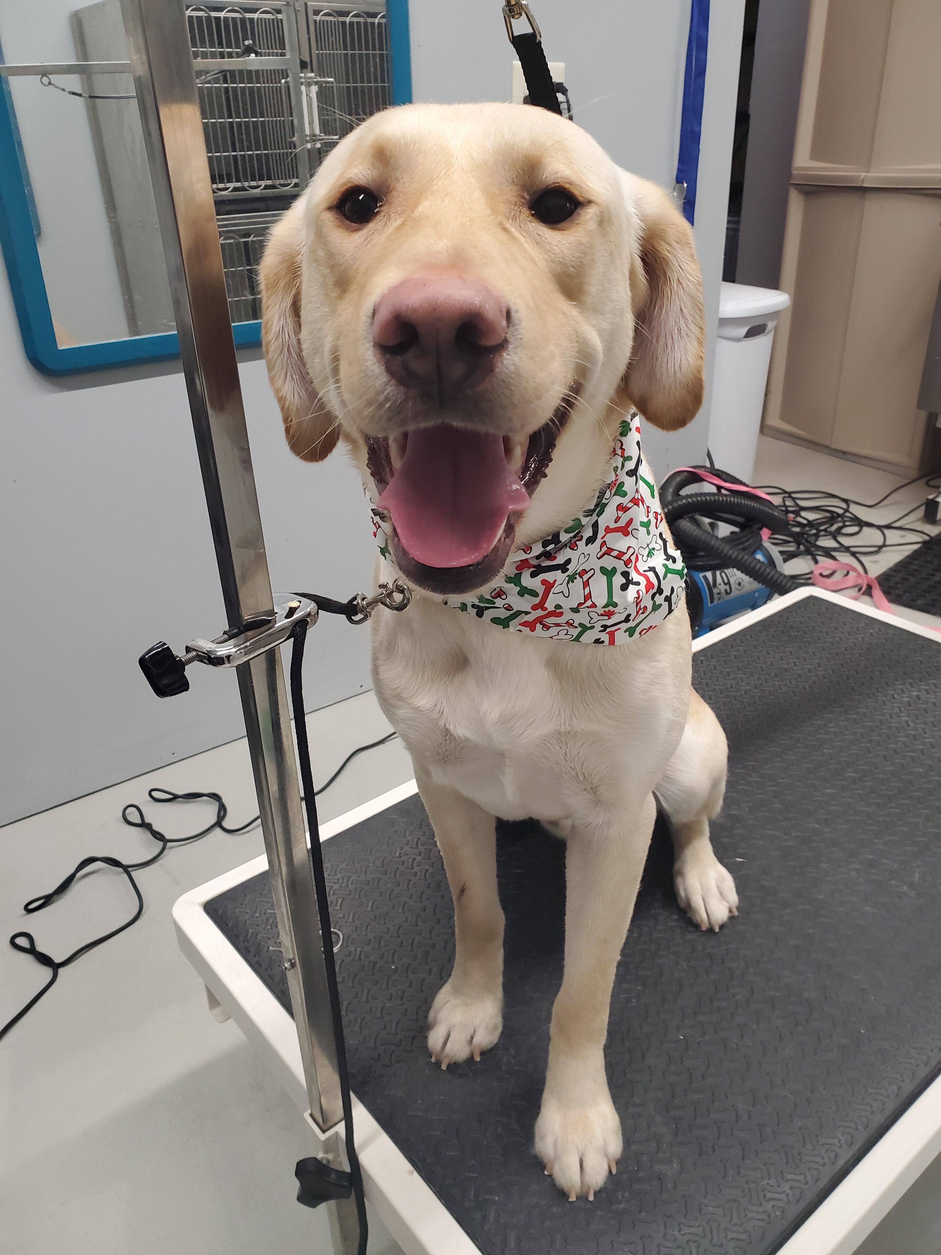 I always seriously appreciate owners that are honest about if their dog