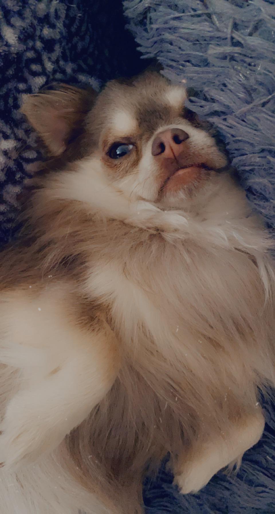 My 9 week old chihuahua chihuahuas