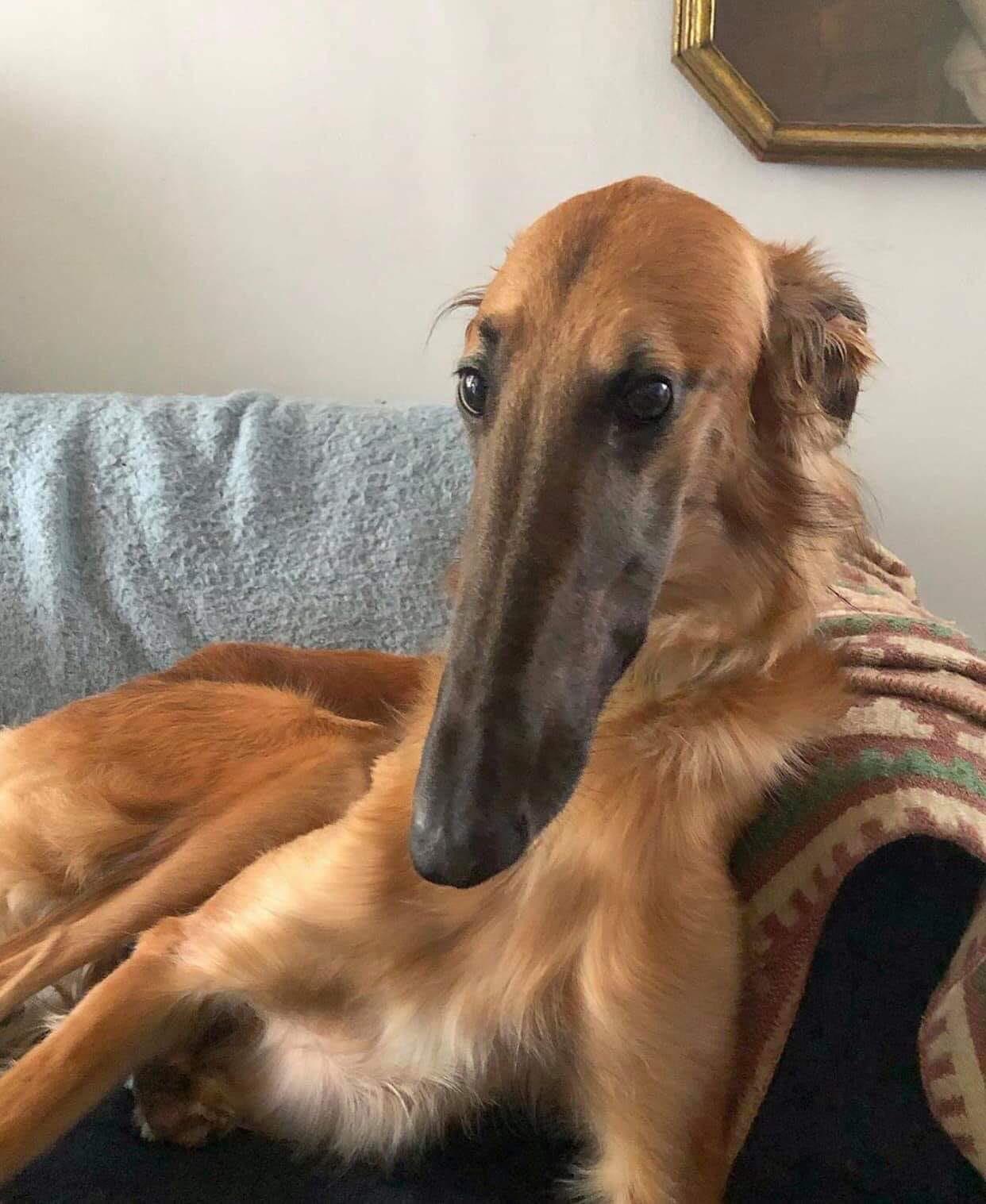 This breed of dog is called a Borzoi r/Greyhounds