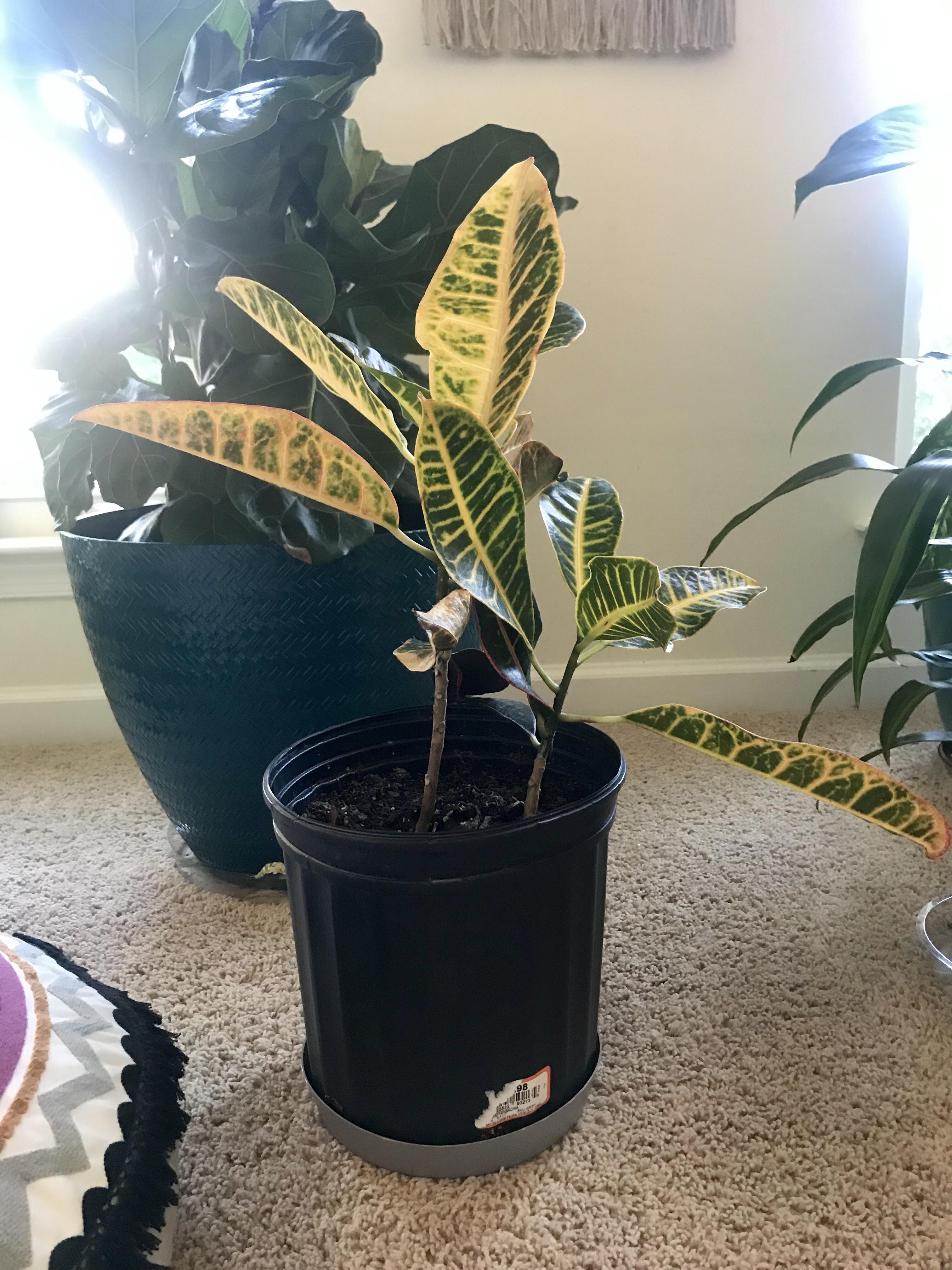 My croton has been dropping a lot of lower leaves the past 2 weeks and just looking really