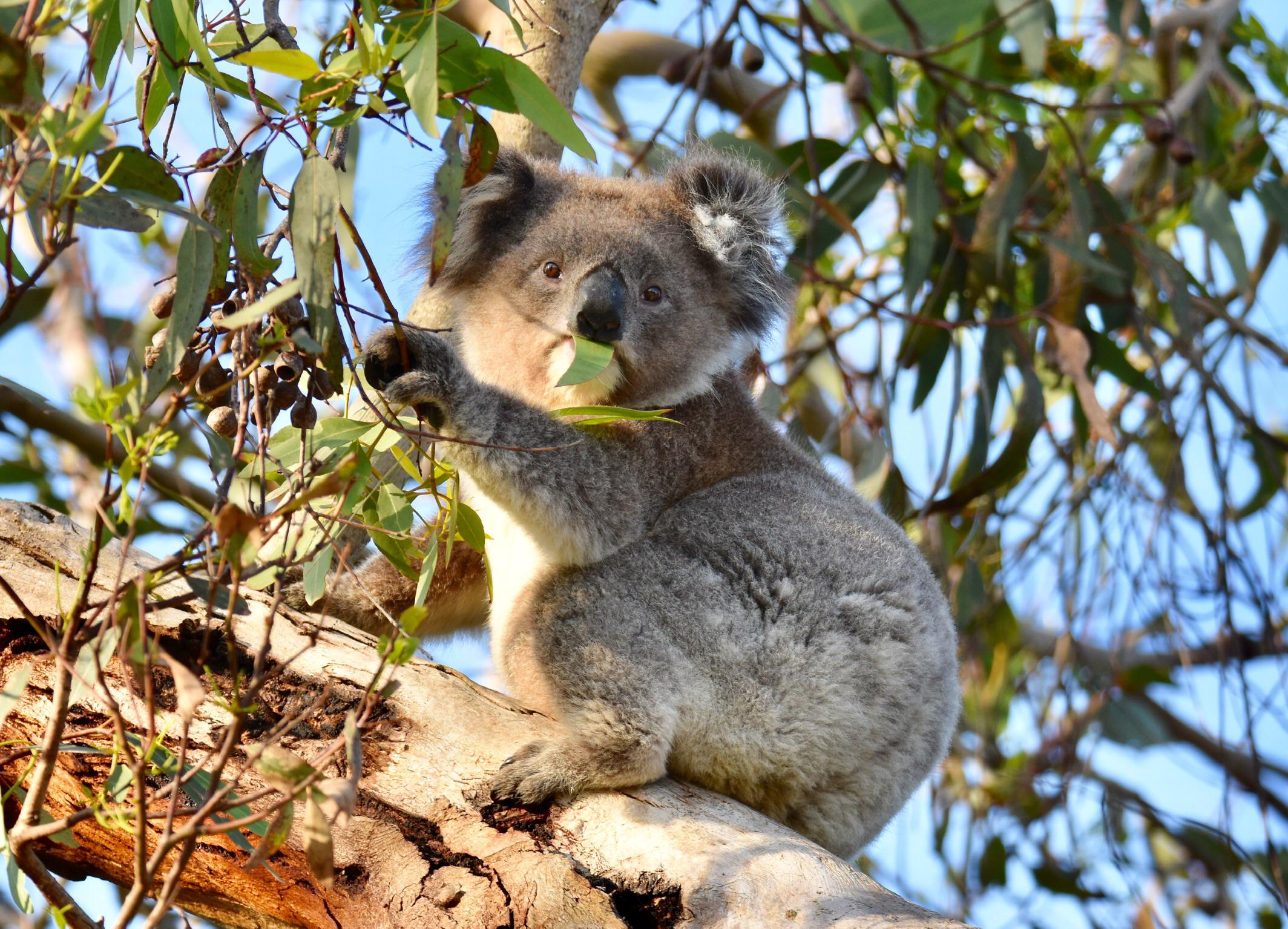 Good to see some koalas in the wild today, especially as these guys are