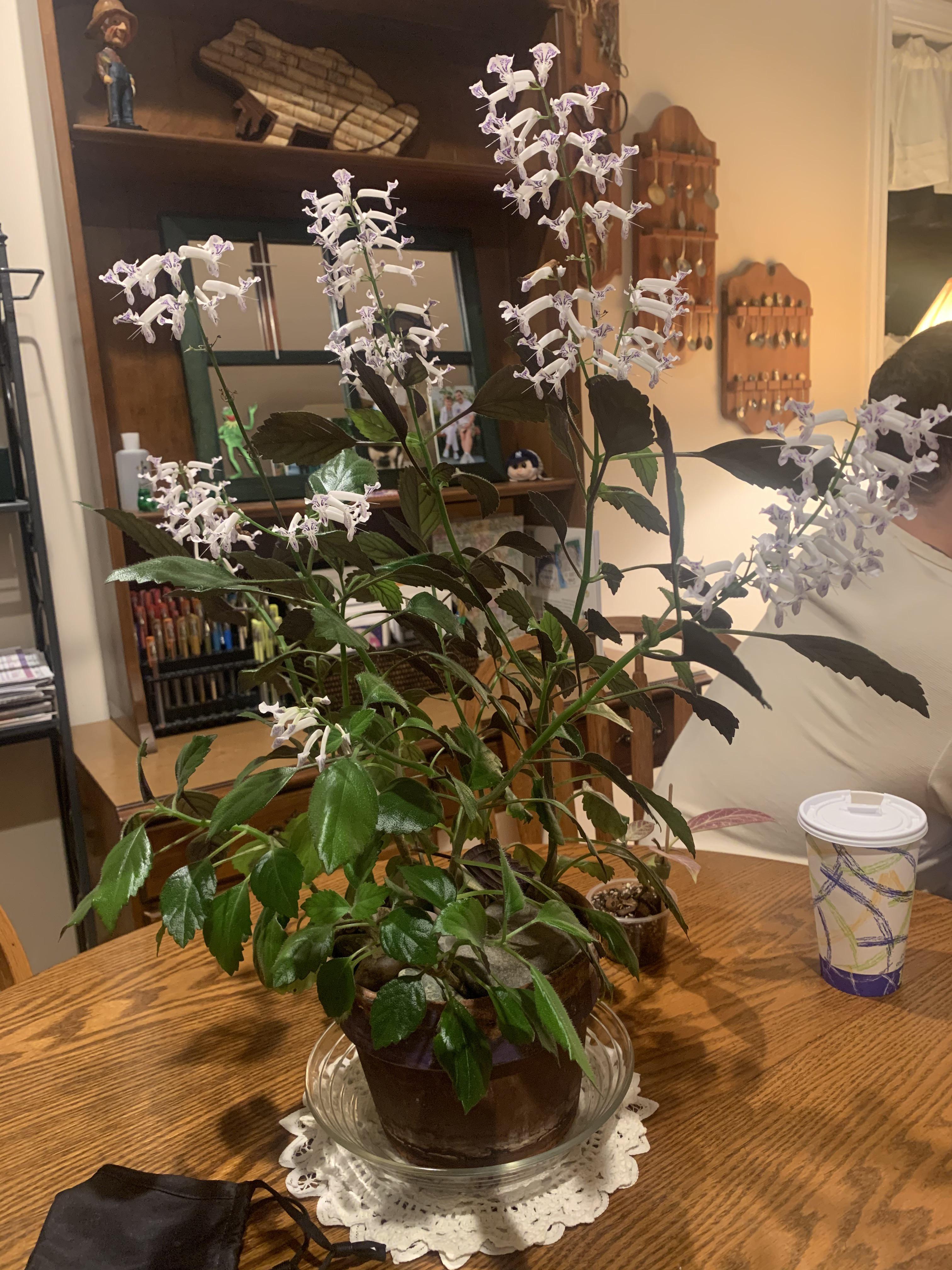 Can anyone ID this plant for me? My grandma has one and doesn’t know