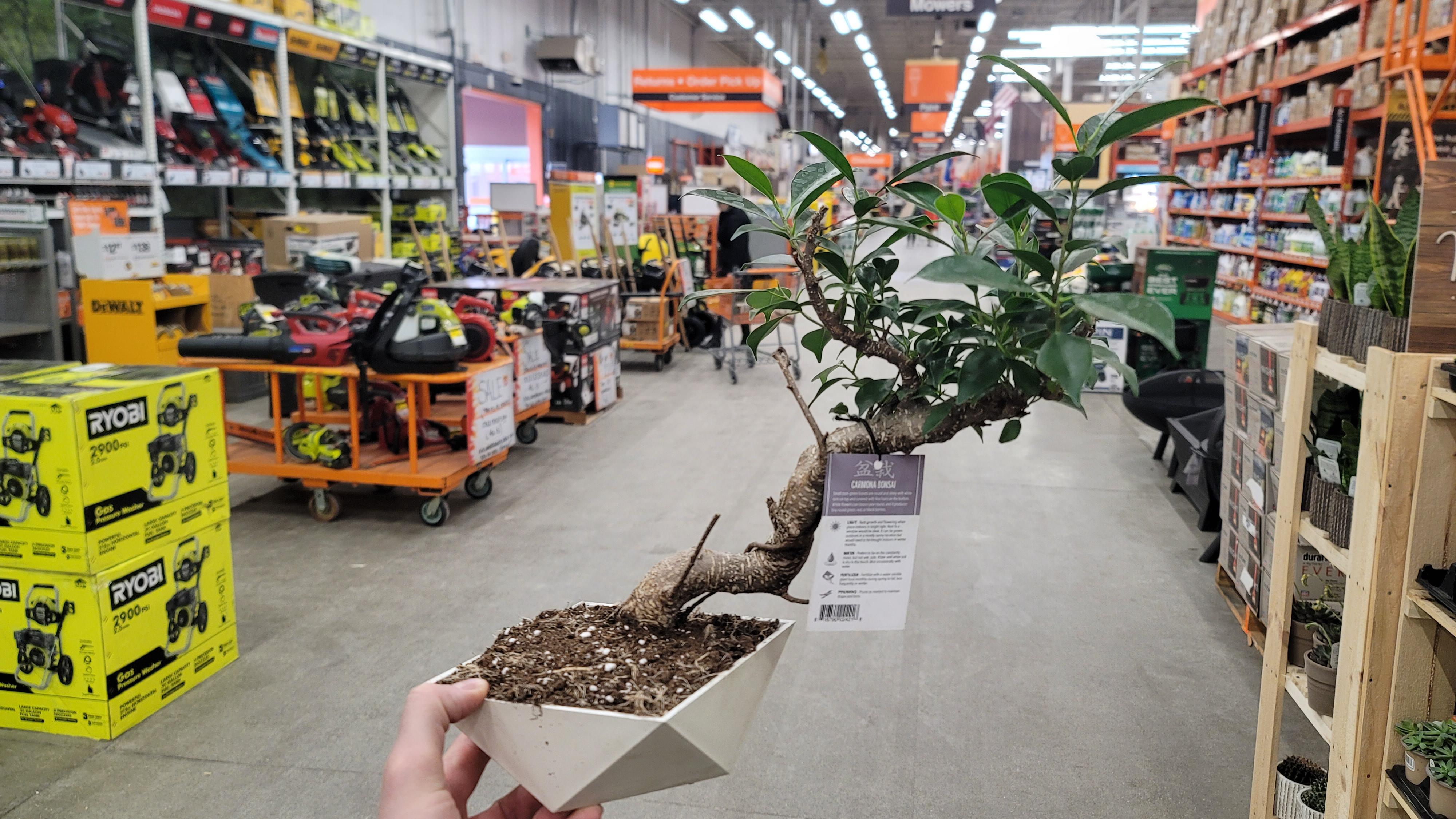 At home depot and wondered if these are worth giving a shot. 25 r/Bonsai