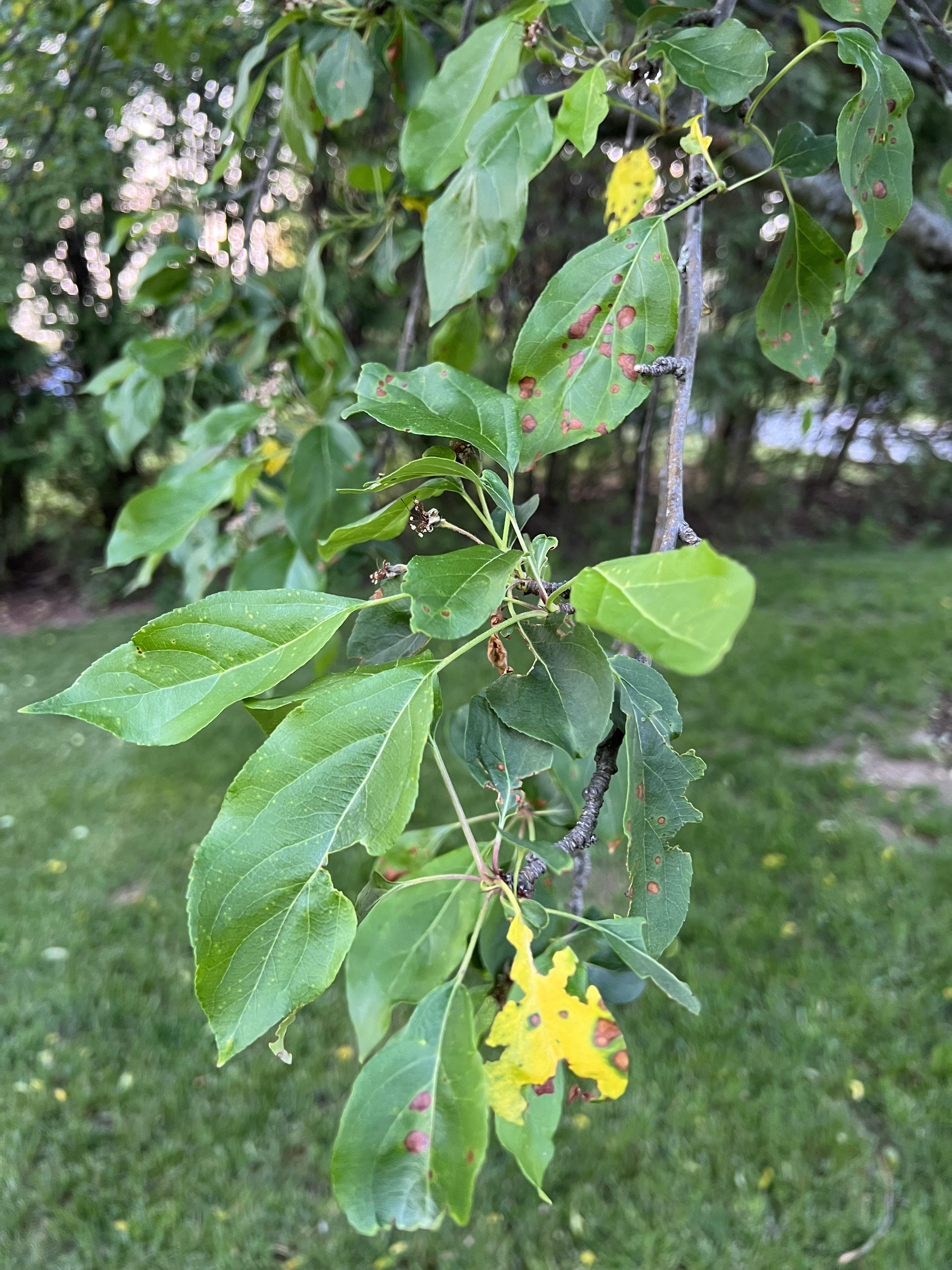 Crabapple Tree Leaves Turning Brown/Yellow r/FruitTree