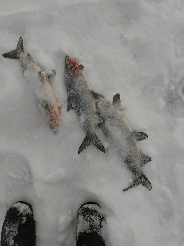 White fish from lac ste anne r/FishingAlberta