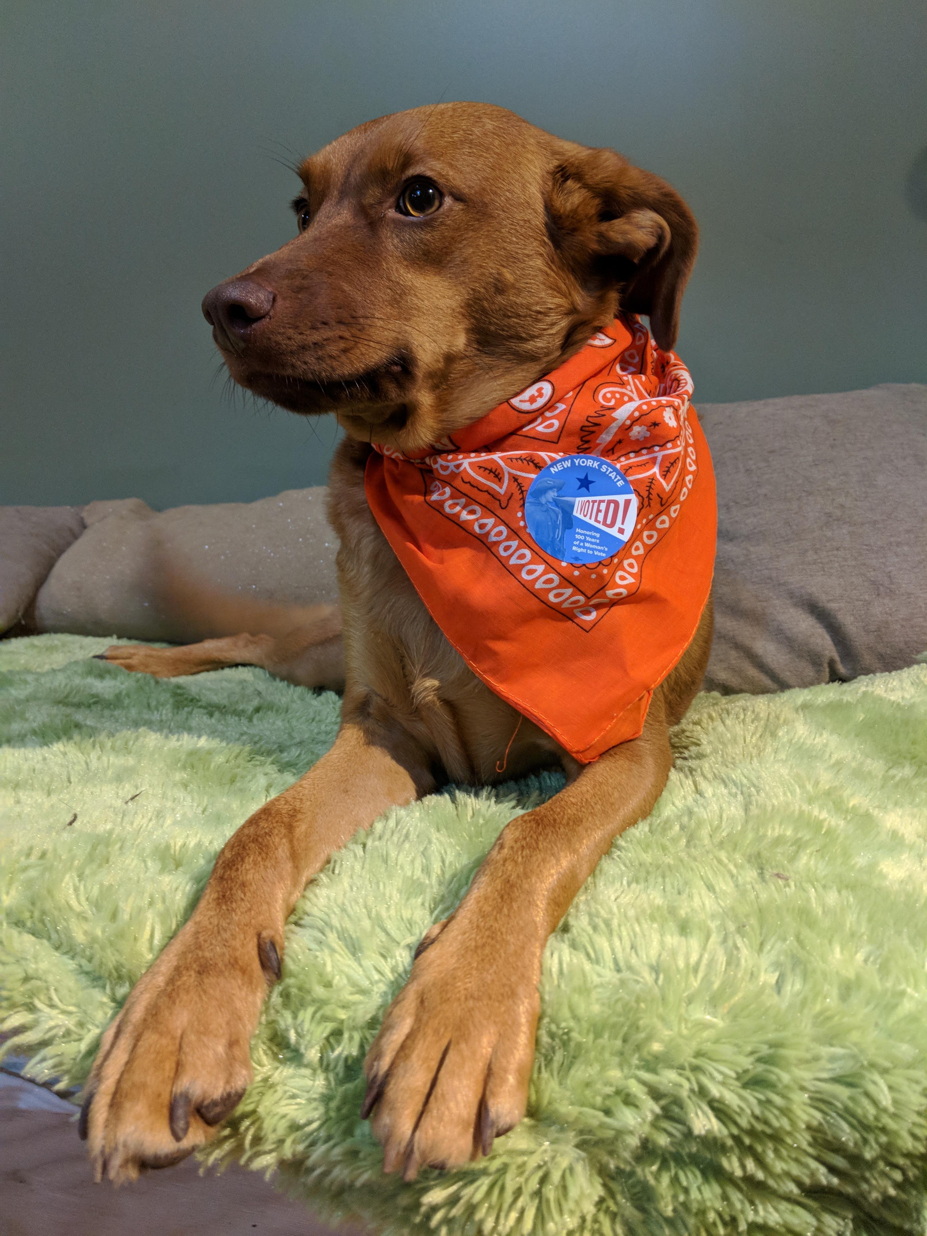 I voted for Mr. Peanut Butter! r/dogpictures