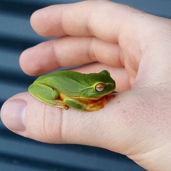 Meet Freddo, a Dainty green tree frog and official faunal emblem of the