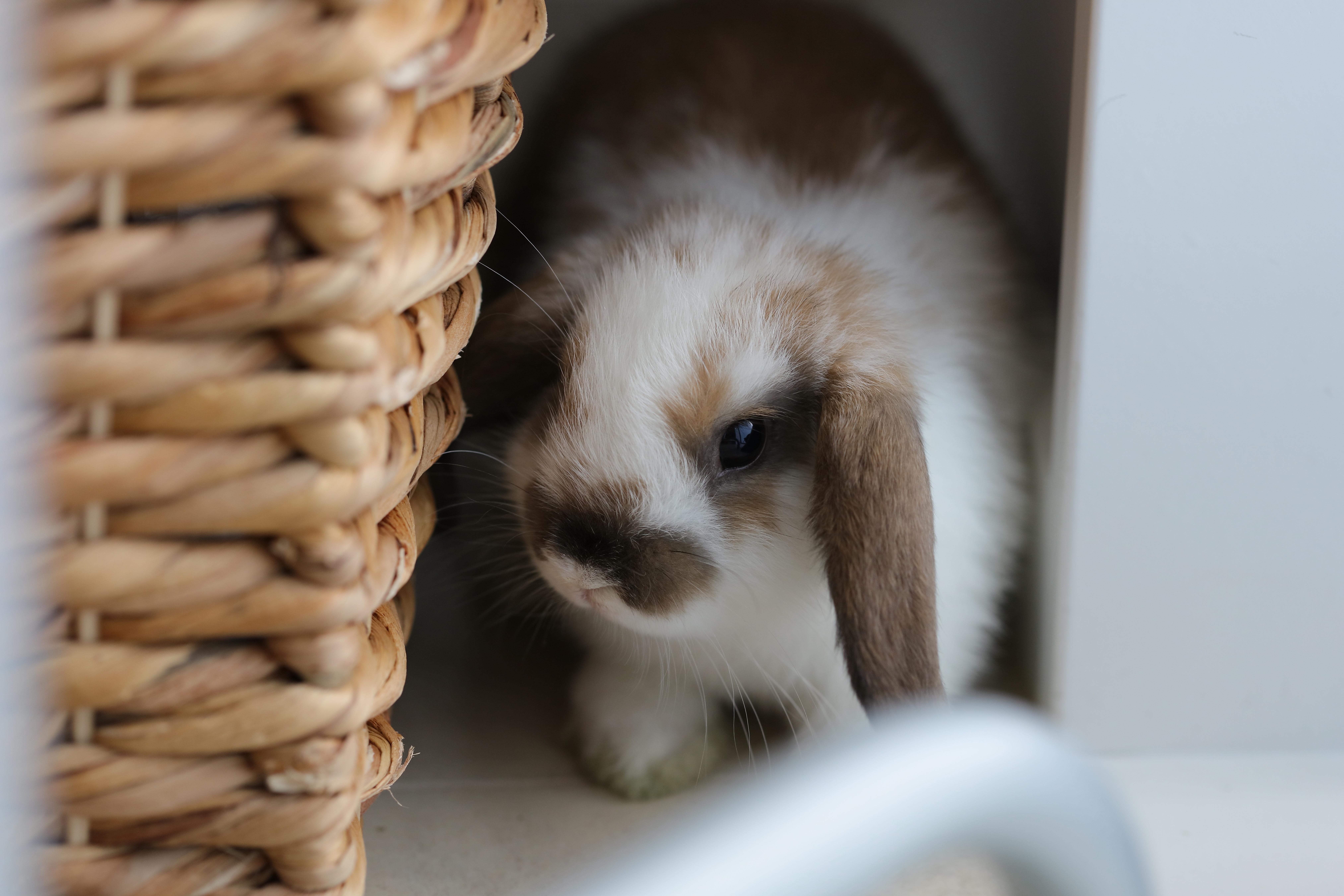 This picture of our boy Hiccup was featured on the Daily Bunny website yesterday! r/Rabbits