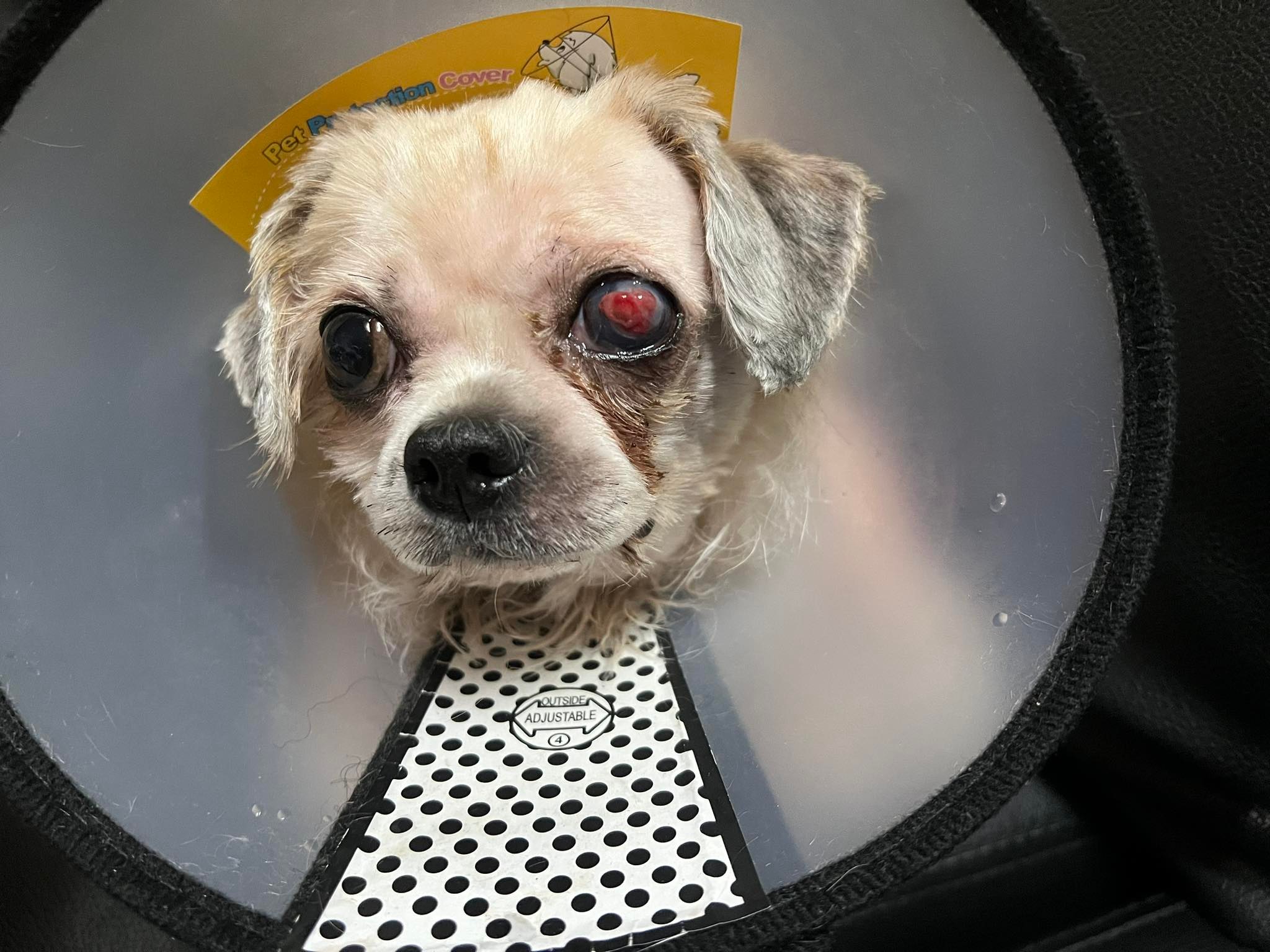 Shih Tzu, Corneal Ulceration, Antibiotic drops 2x a day for 7 days
