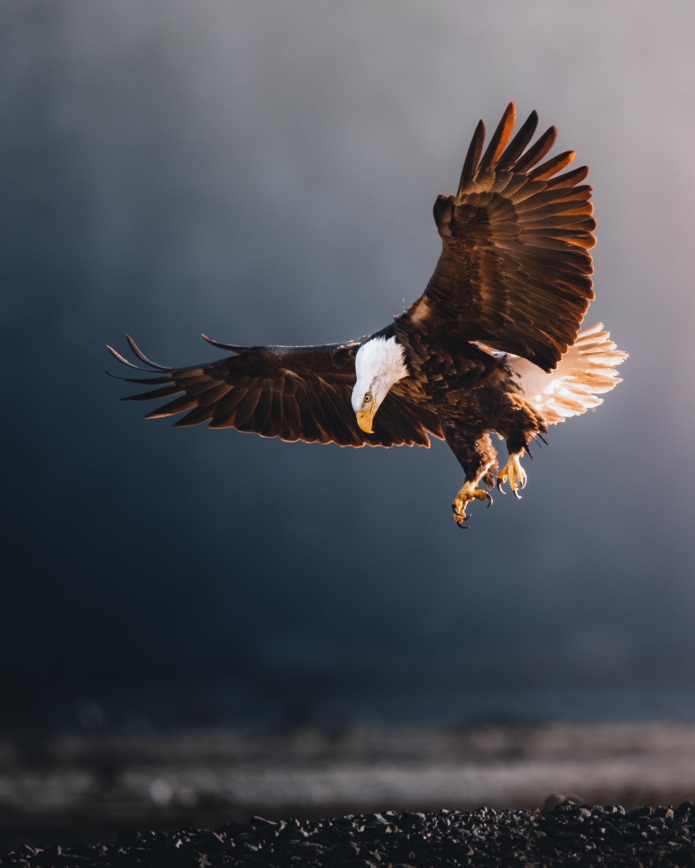 343 best Wild Eagle images on Pholder Wildlifephotography