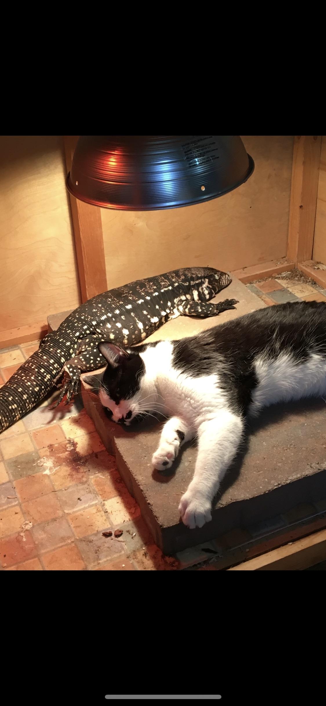 How about a cat and his tegu buddy sharing a heat lamp. r/aww