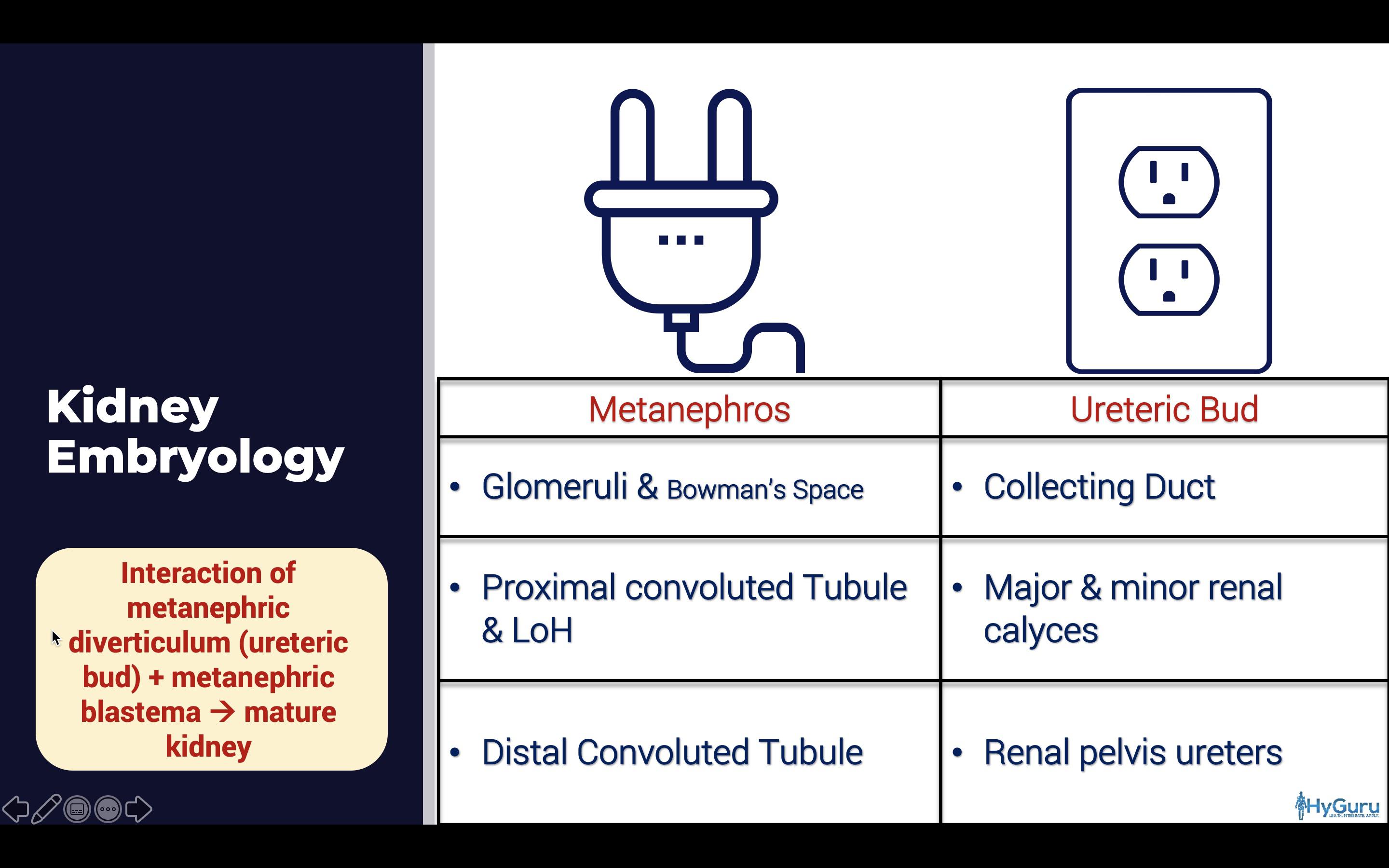 Kidney Embryology for the USMLE (simplified) 🔌⚡️ r/step1