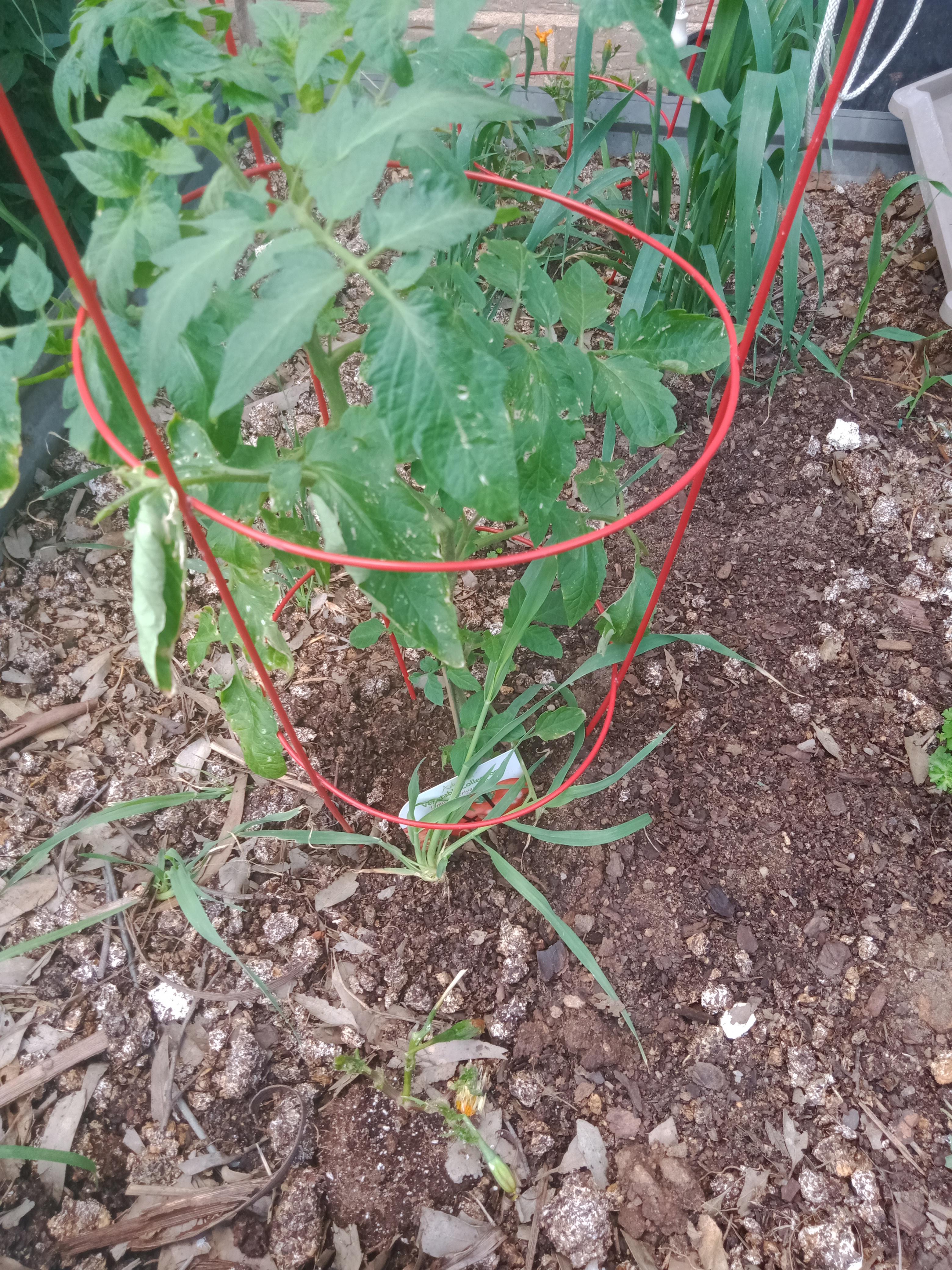 I was told that tomatoes and marigolds would make good companion plants
